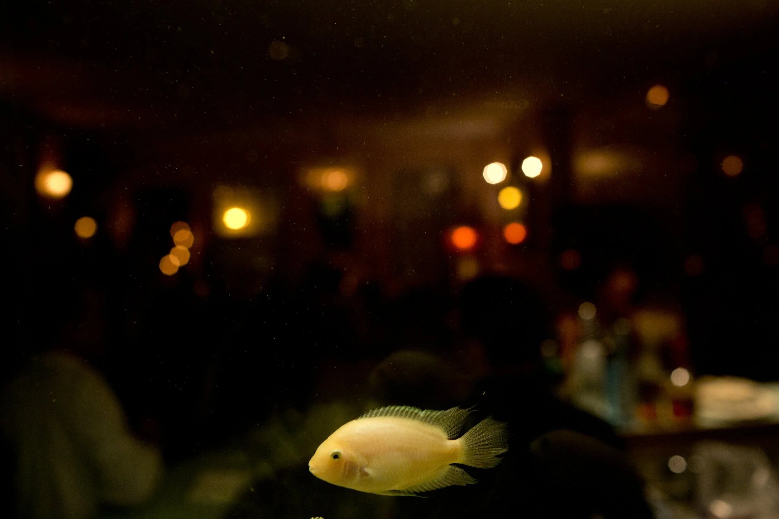 _42A0910.jpg