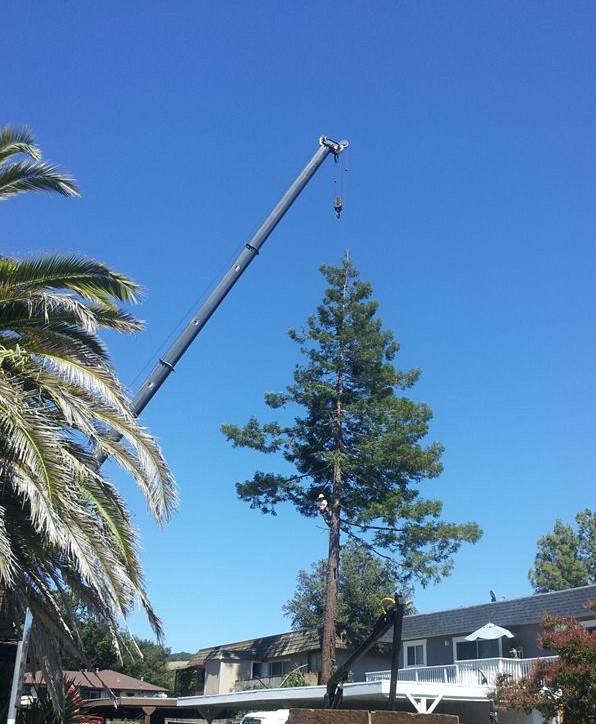 All About Trees | Growing Tree Service, Sonoma County