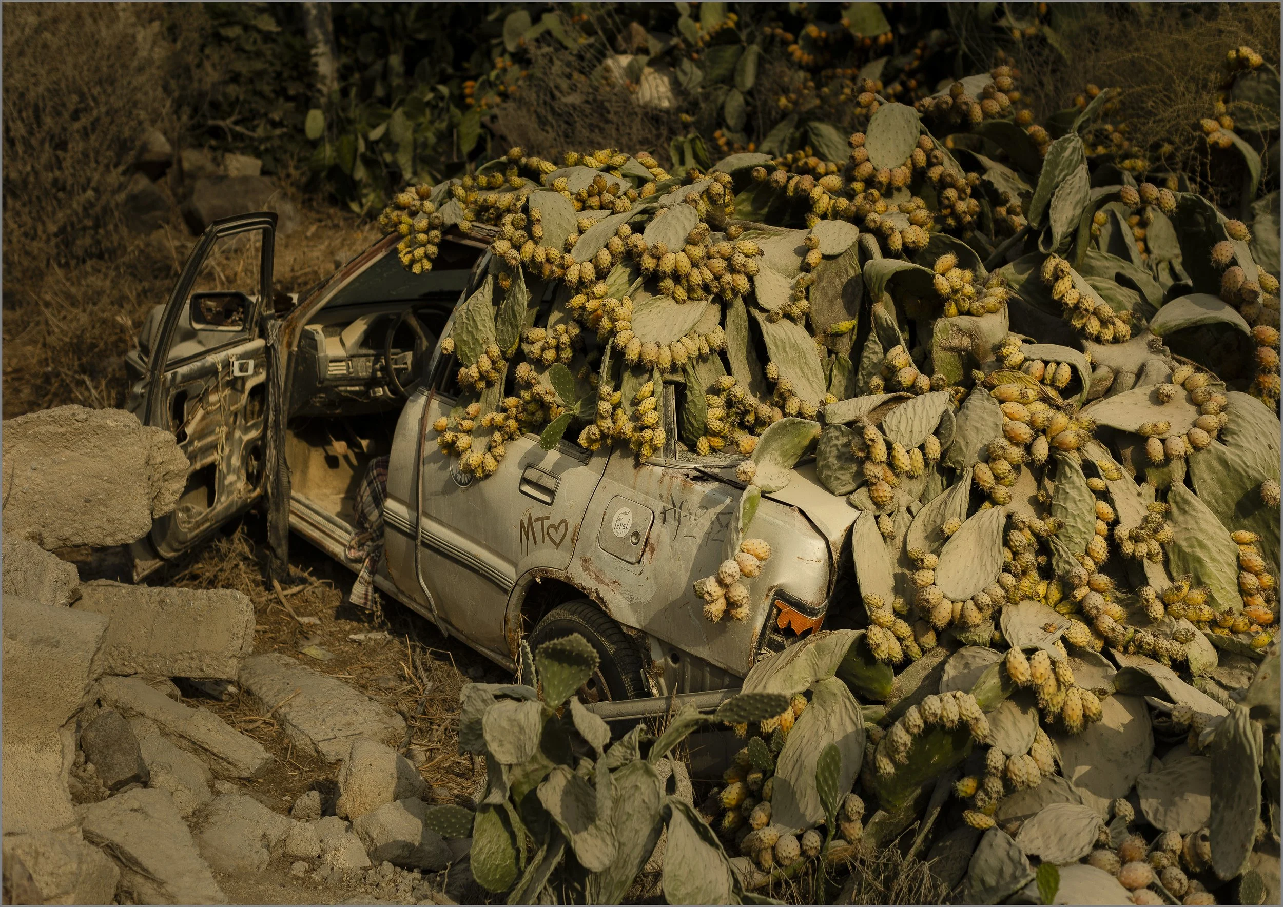  Hilary Wardhaugh  Cactus Car , 2024 