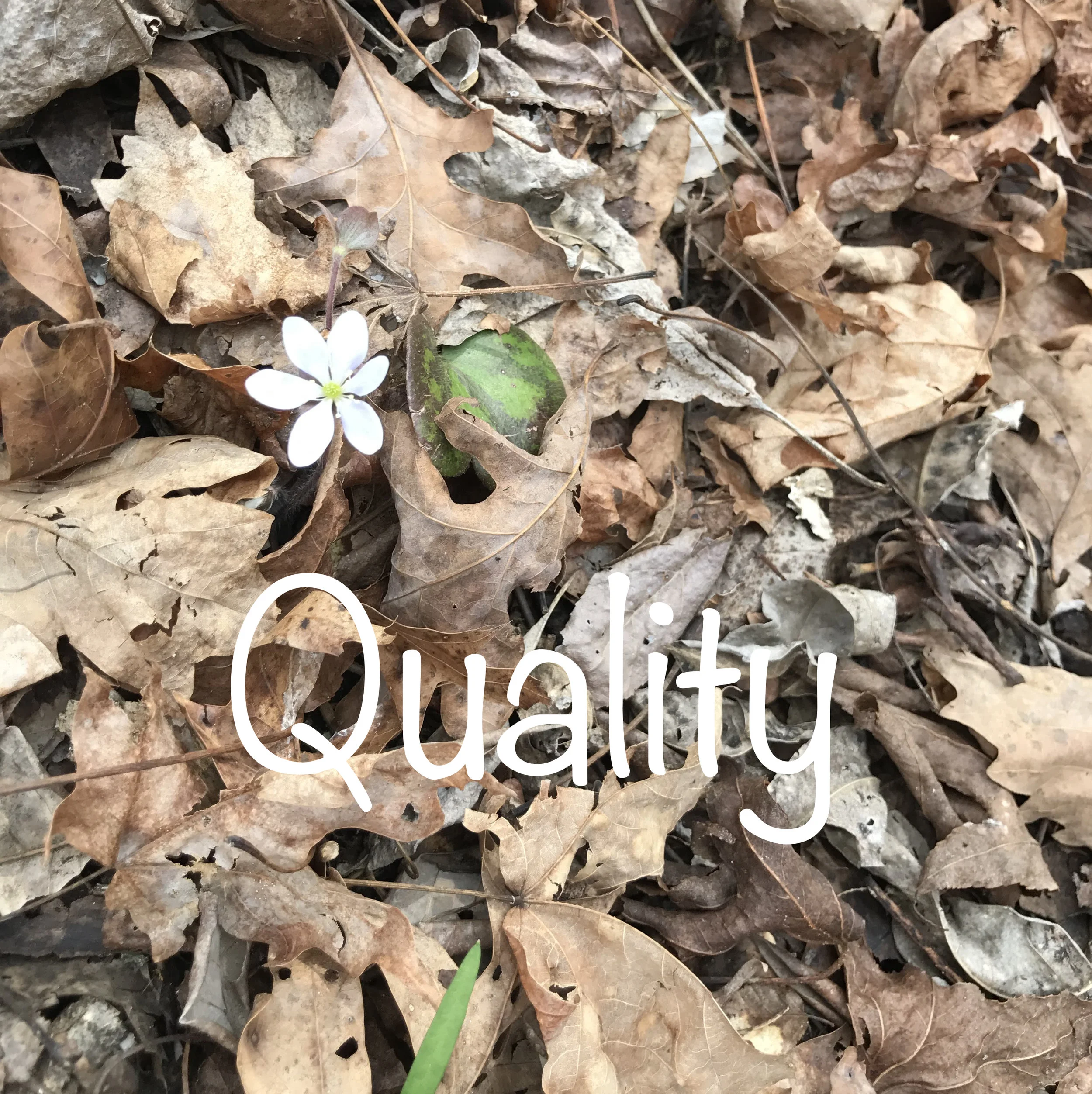 Quality.jpg