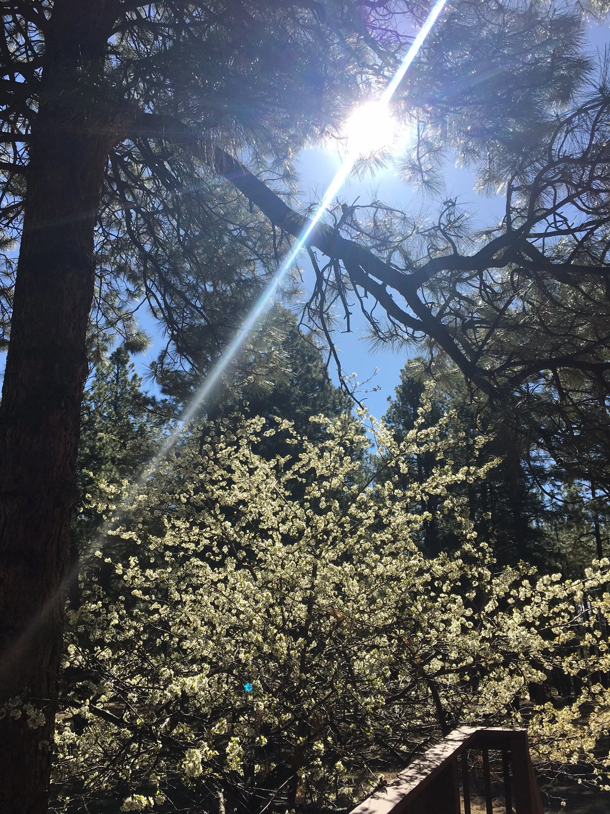 "I have seen the Lord!"  