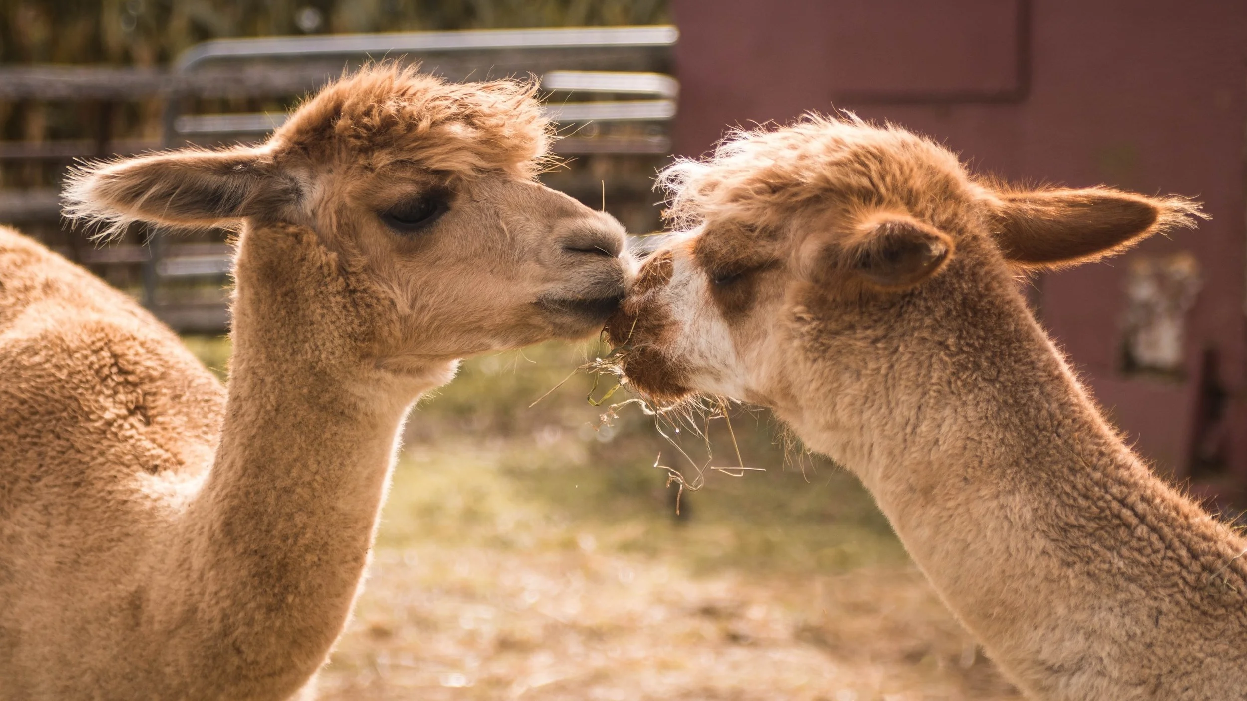 Llamas Kissing