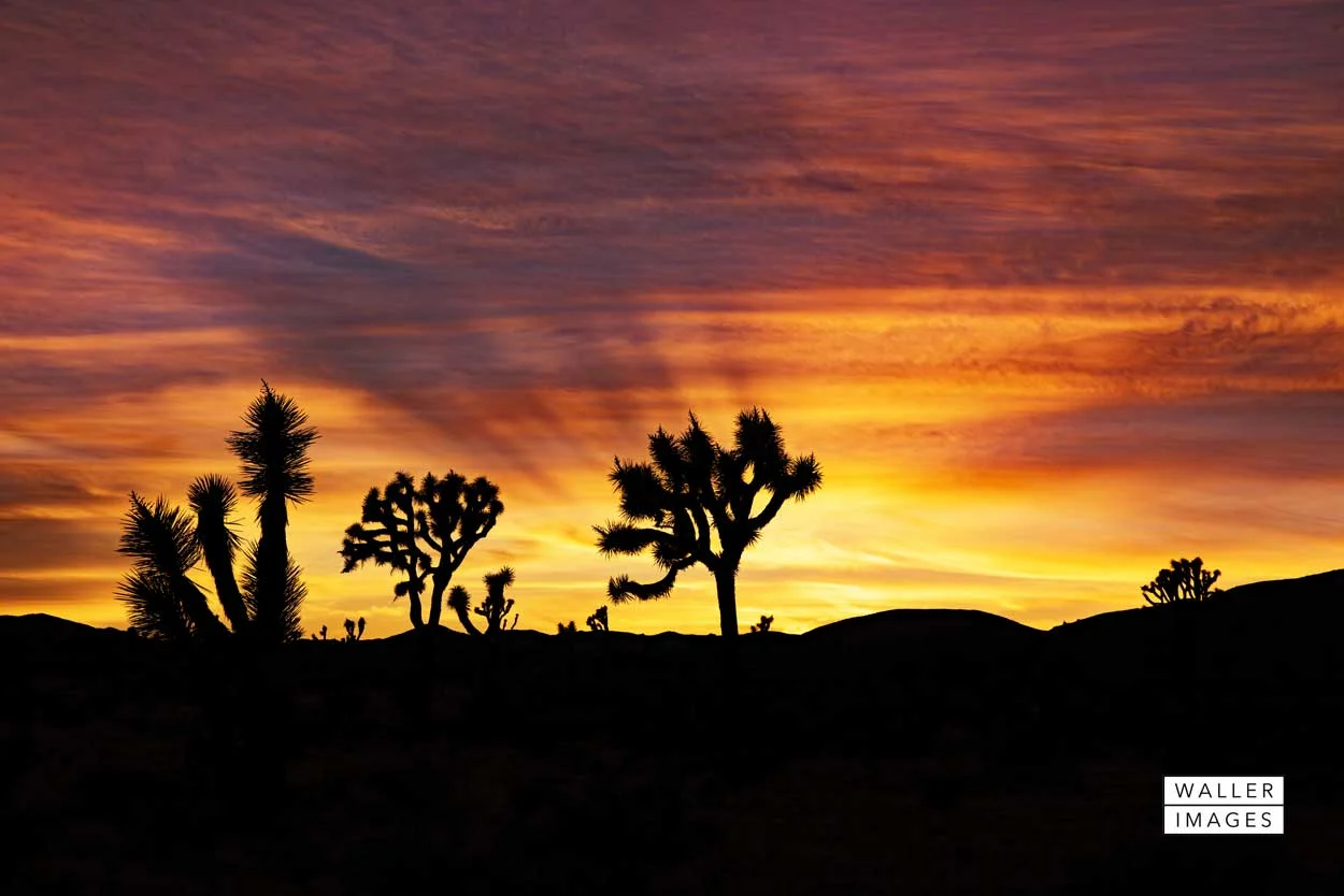 Joshua Tree National Monument
