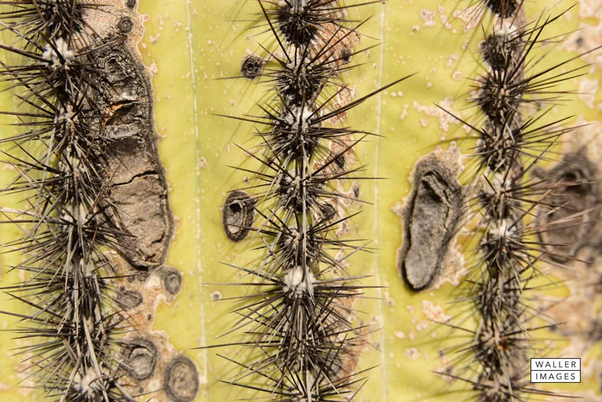 Quite a formidable line of spikes on the Saguaro.