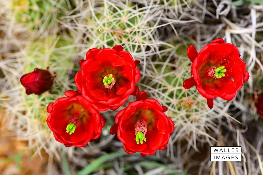Cacti-Red-Flowers-web.jpg