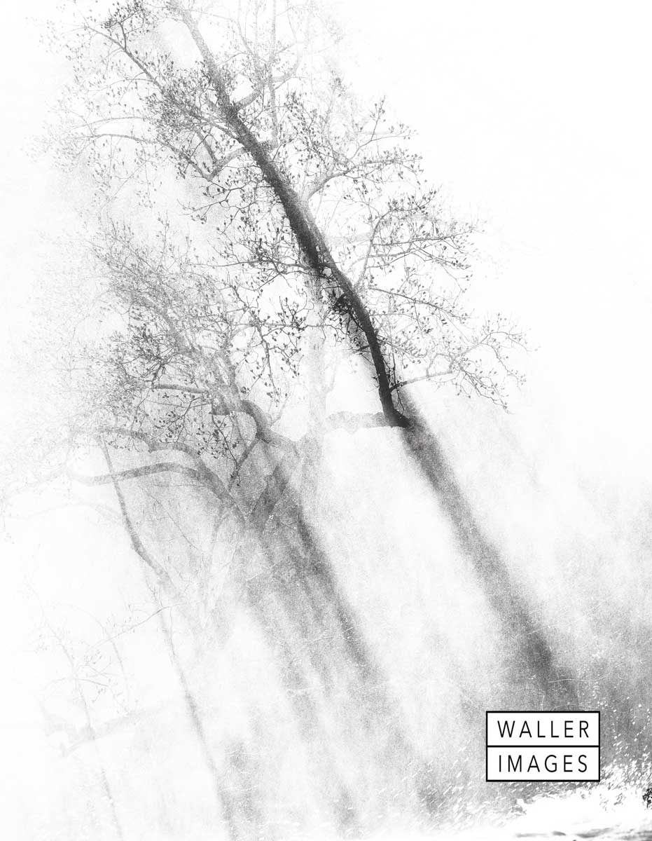 Trees in the Mist