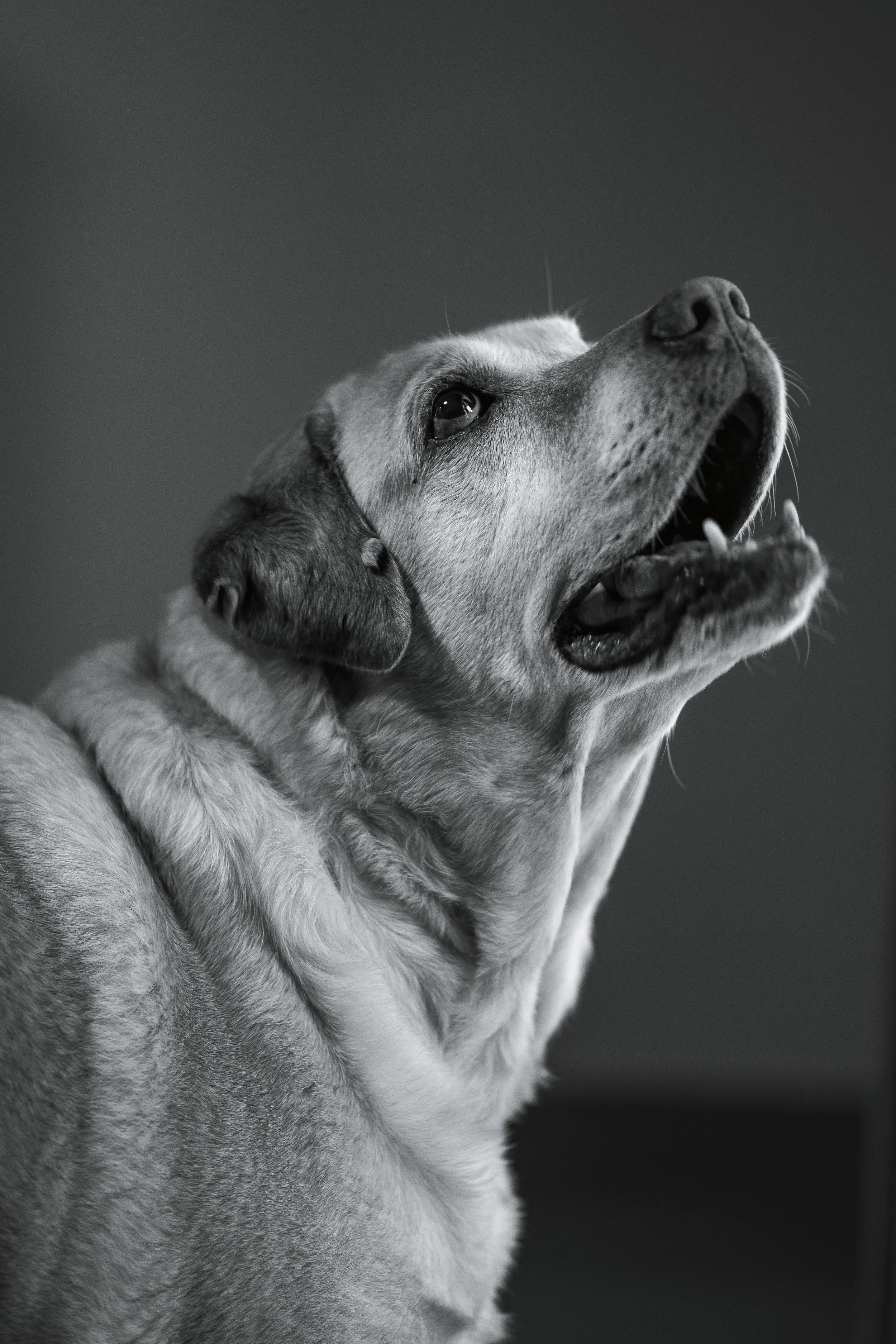 Momo, my second child, a hungry Dudley's Labrador