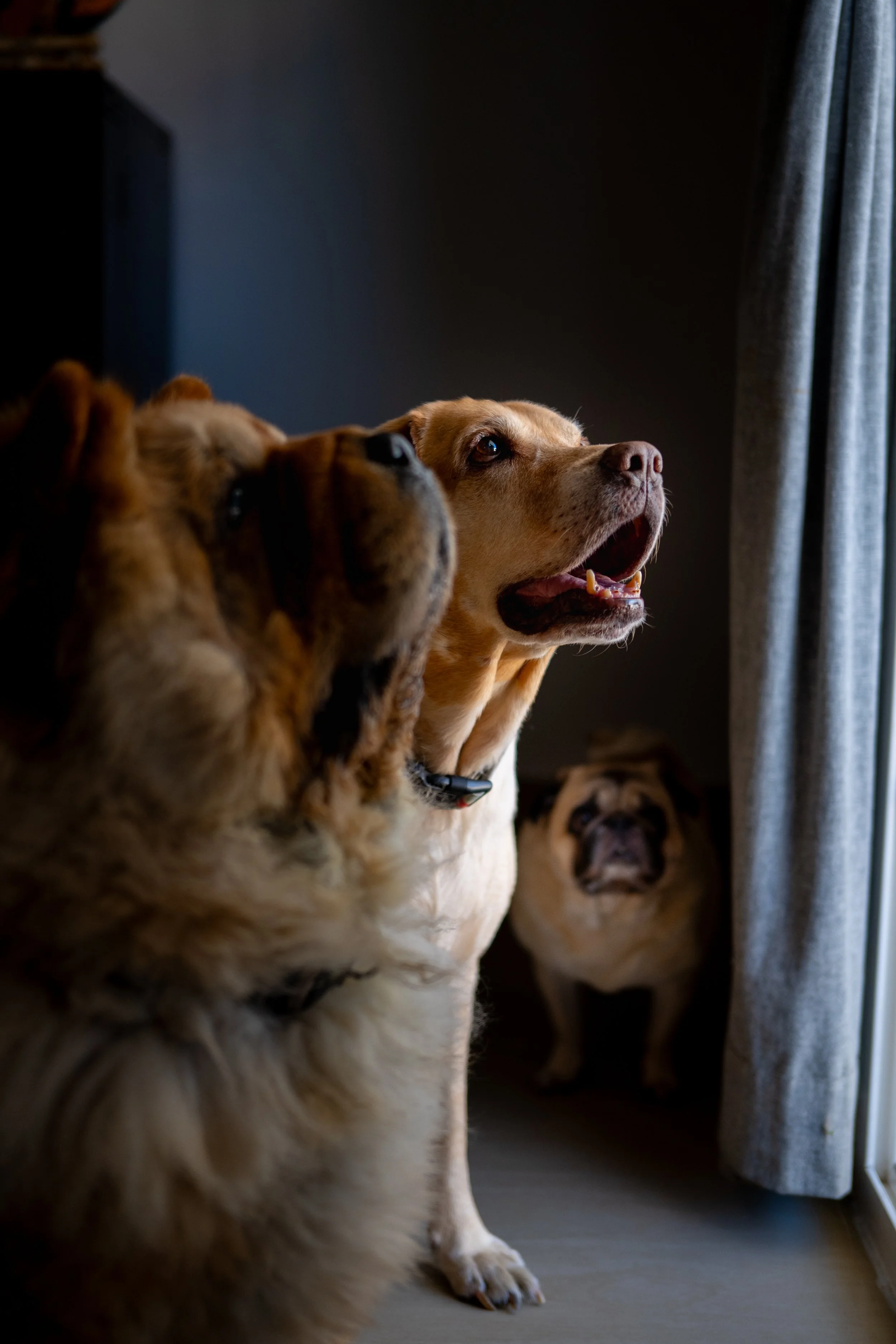 All of the dogs together — they don't sit still until there's a treat offering