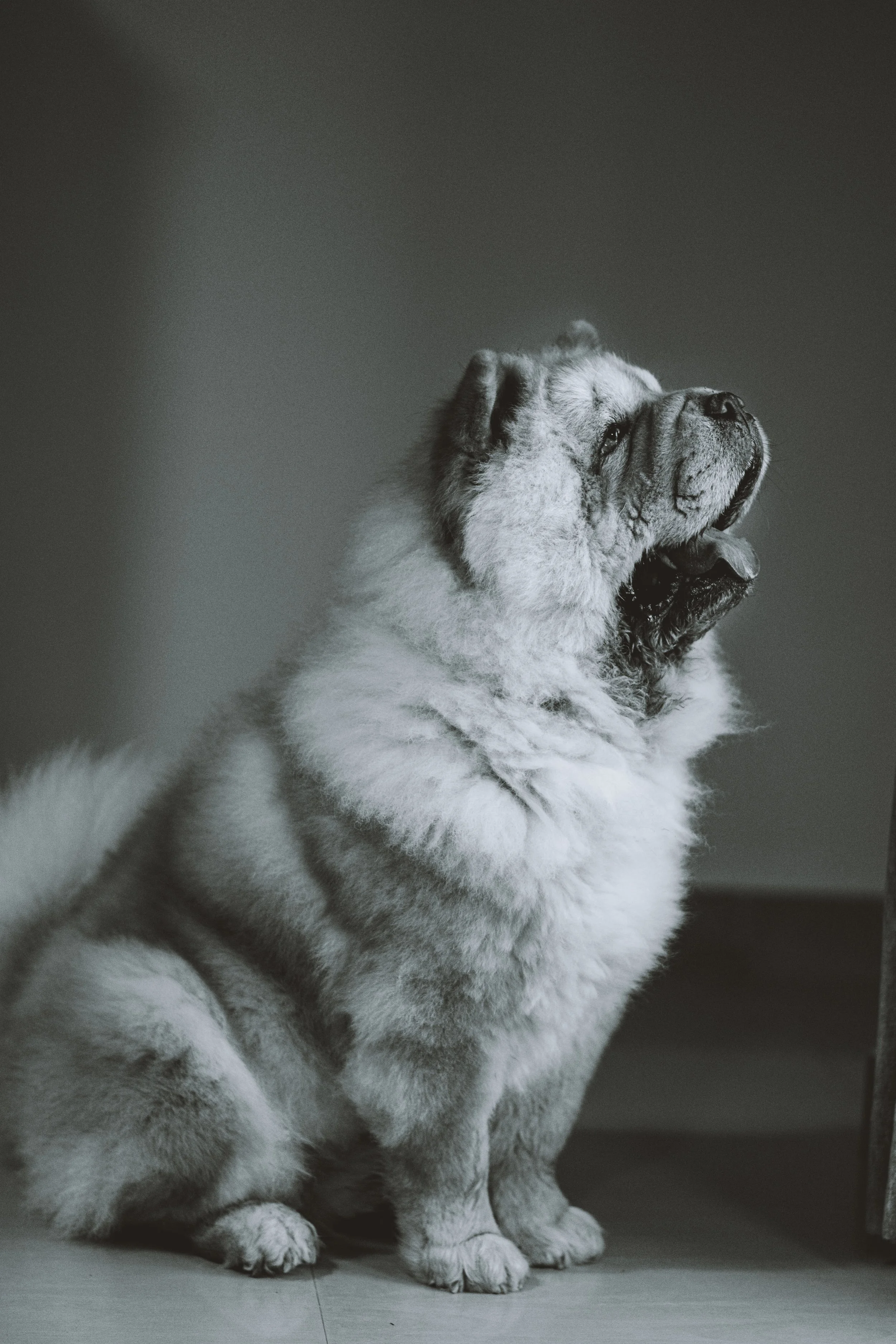 Berlin the chow chow