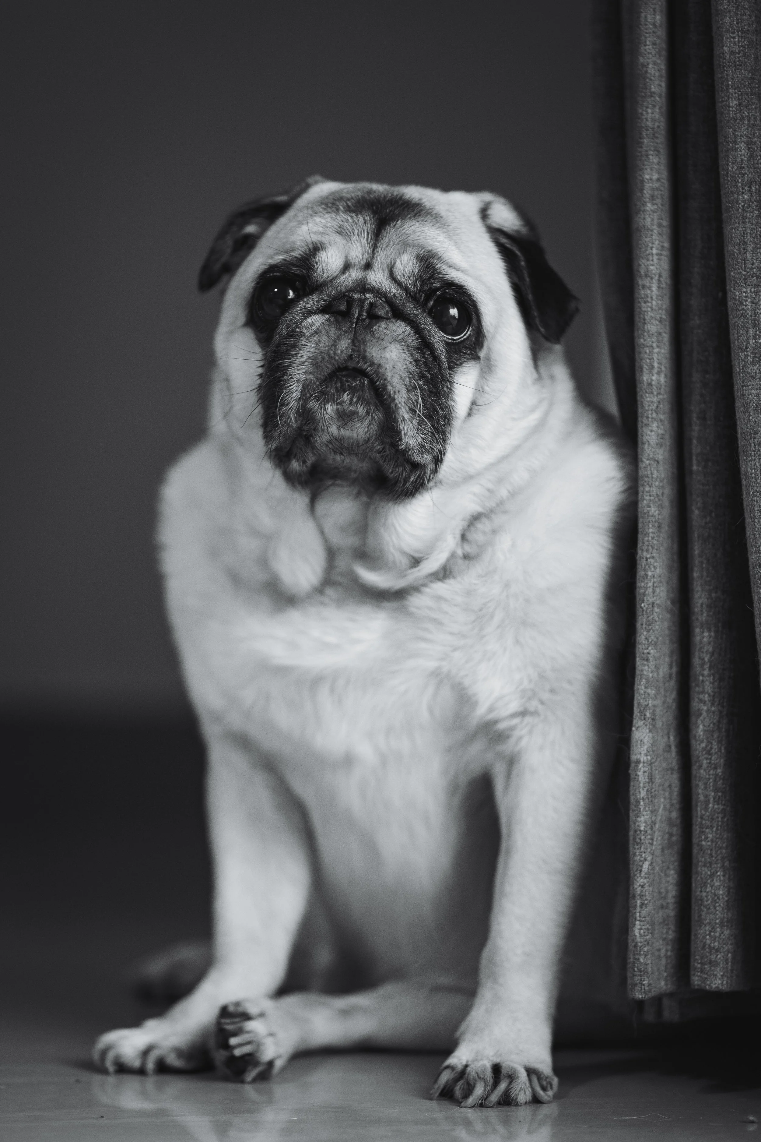 Muffin the pug, my eldest, devours bananas and loves beer