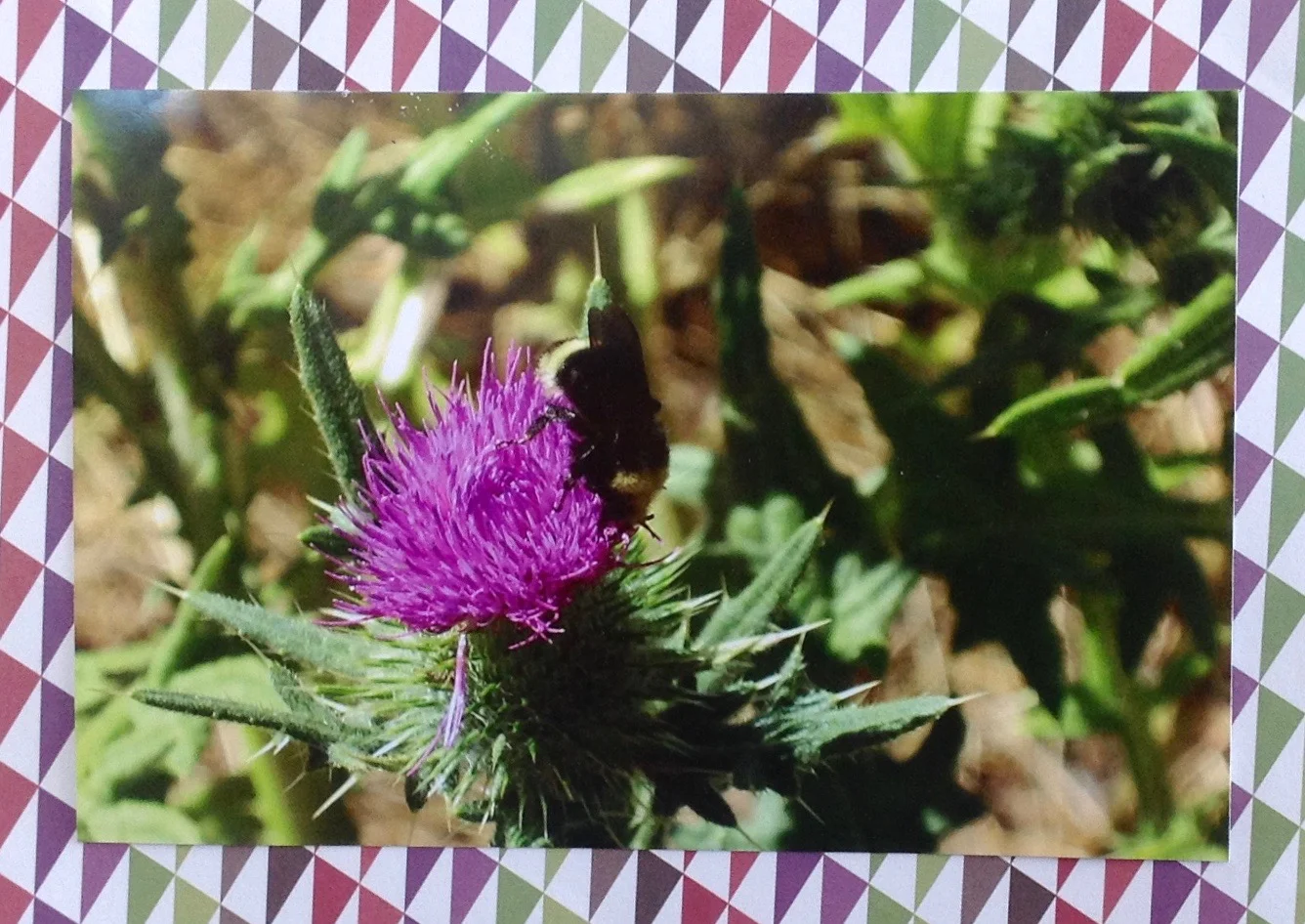 flowerbee.jpg