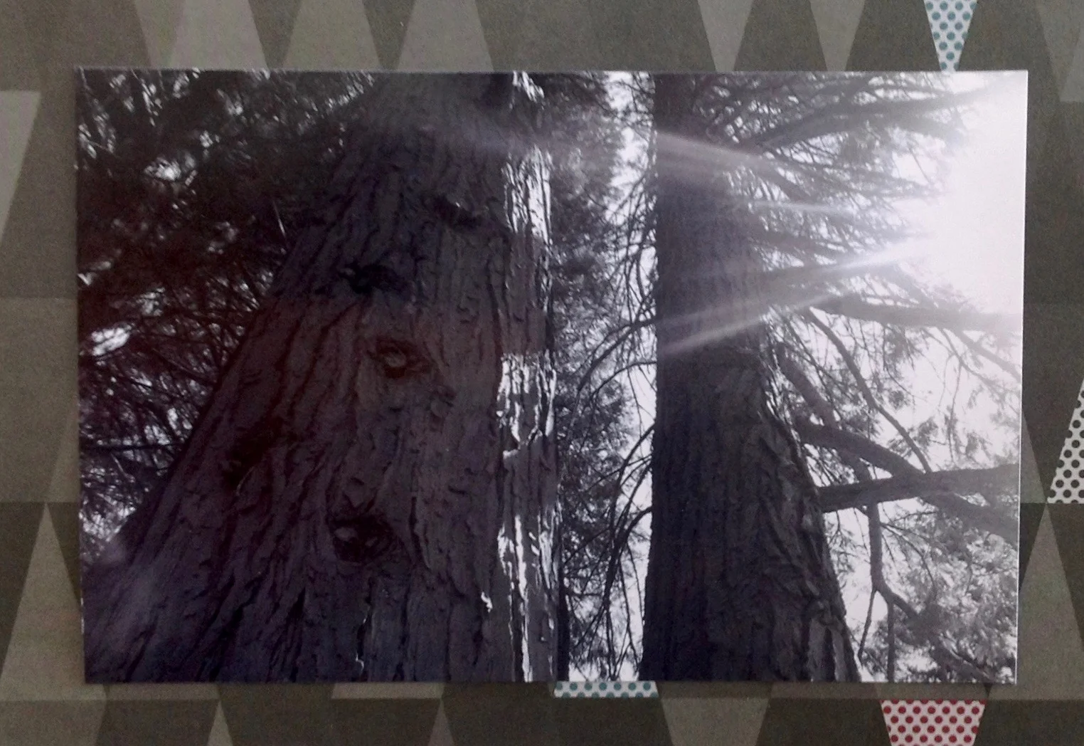 trees.jpg