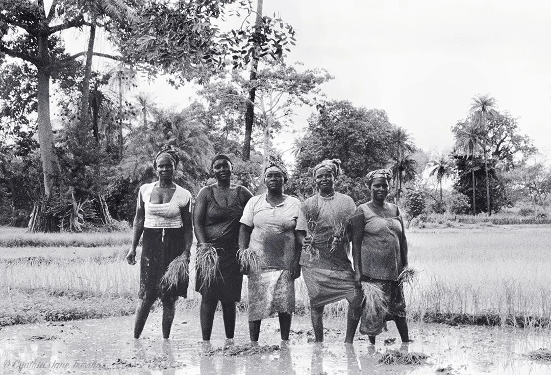 Women in Rice Field