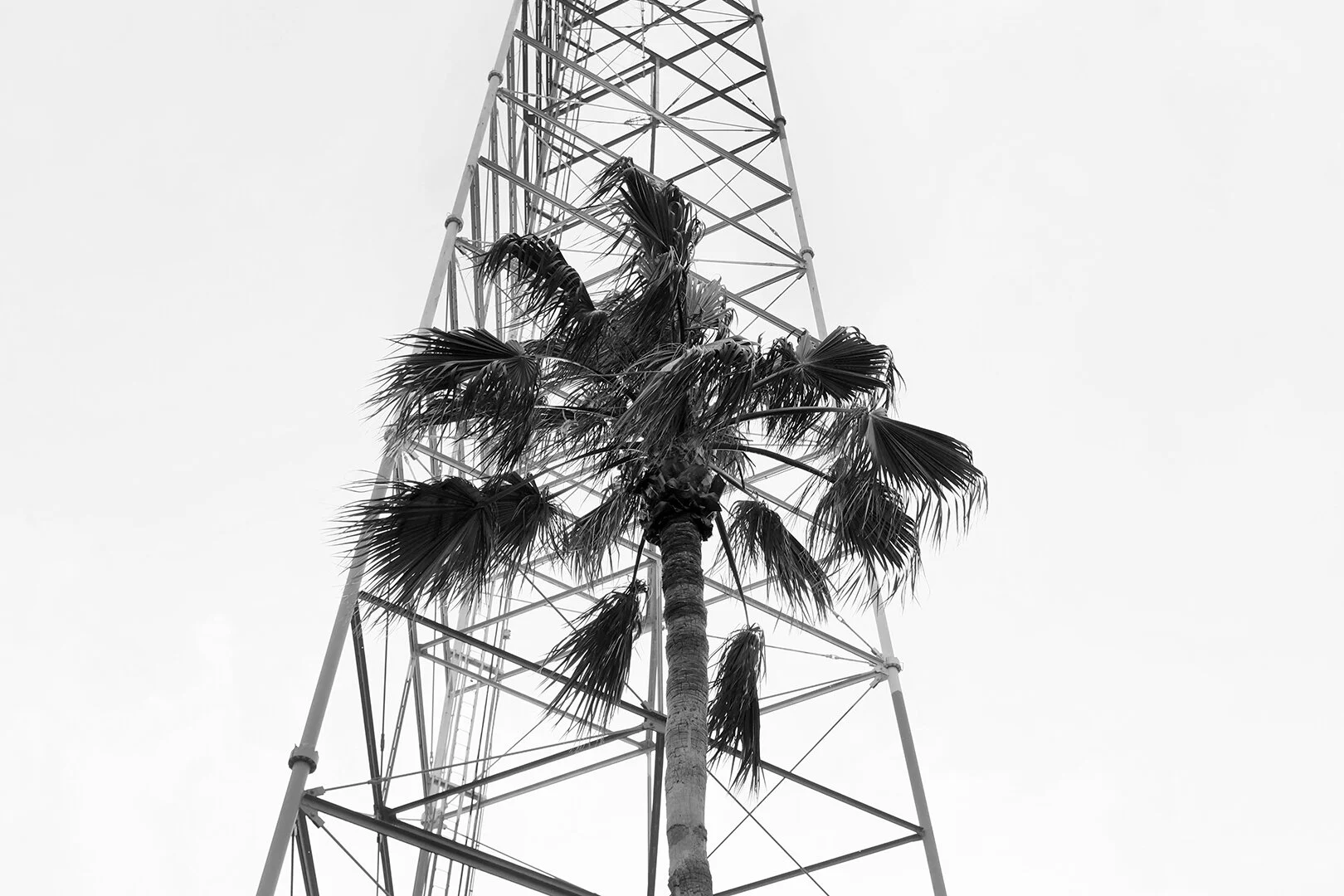 Palma
