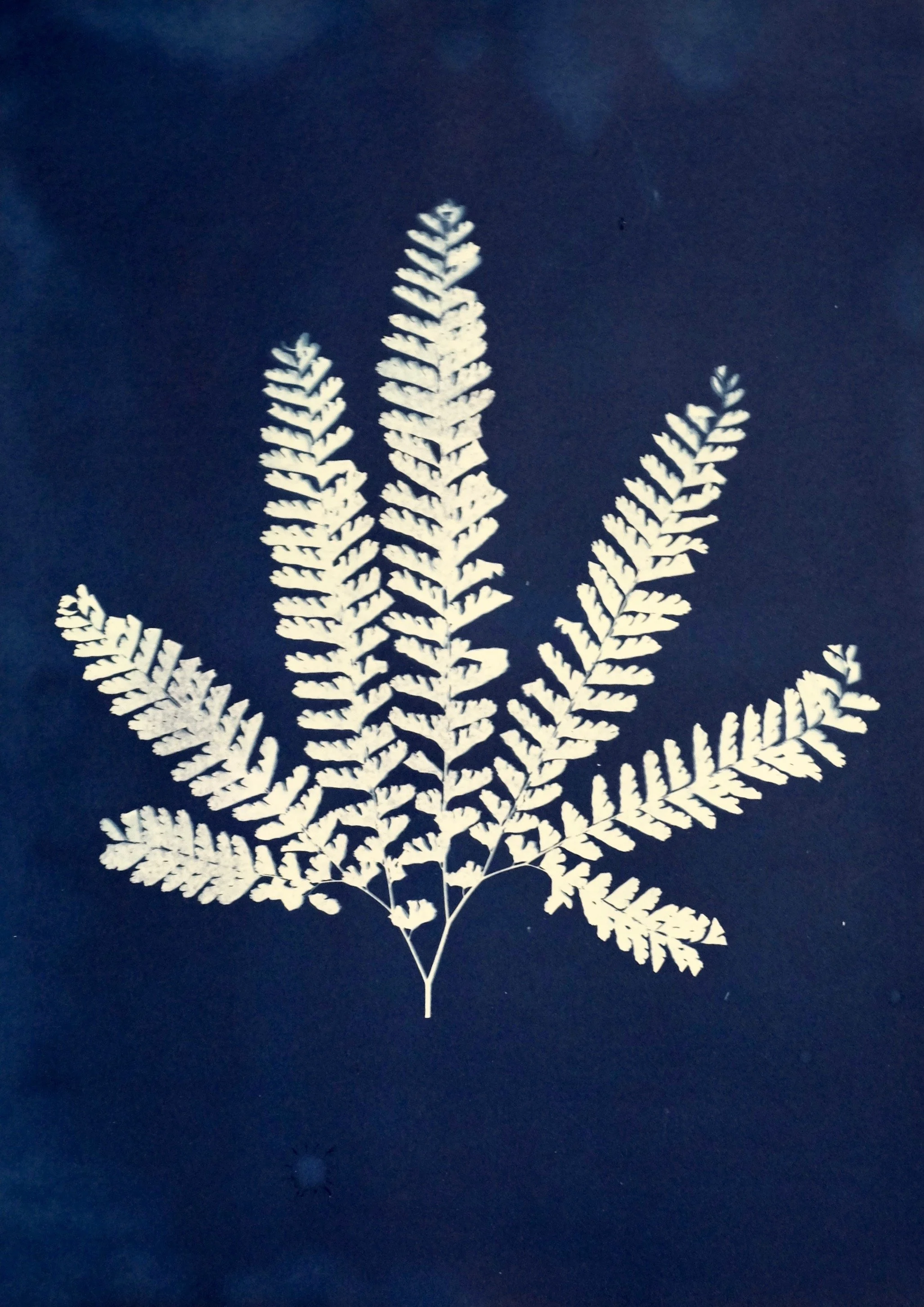 Fern Leaf.jpg