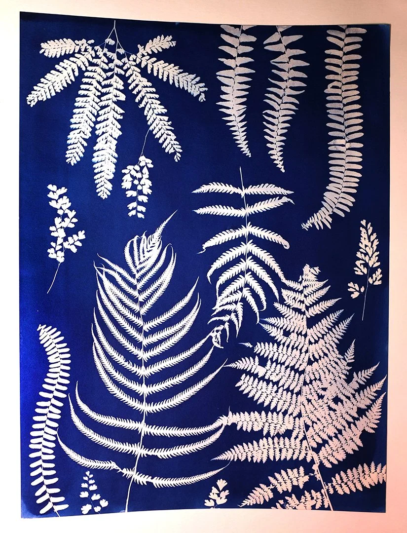 Fern Display2.jpg