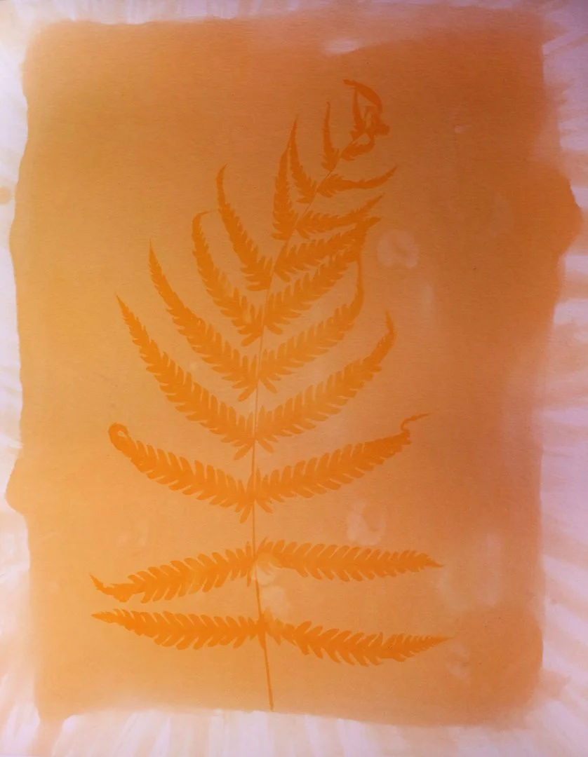 Fern Anthotype.jpg