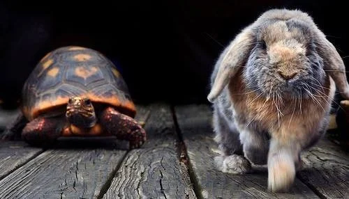 To Take A Step Forward Sometimes We Need To Slow Down