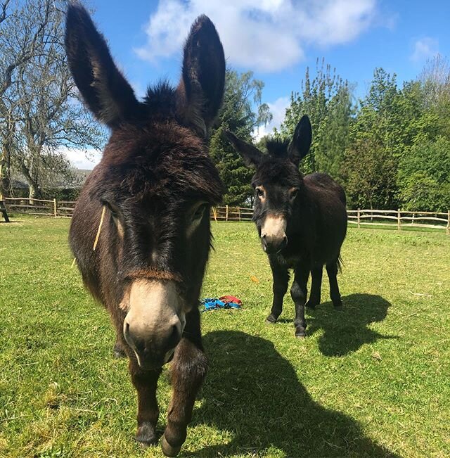 Donkeys didn&rsquo;t enjoy their pedicure this morning!  What a fuss they make, nothing a wee carrot doesn&rsquo;t fix though 😂