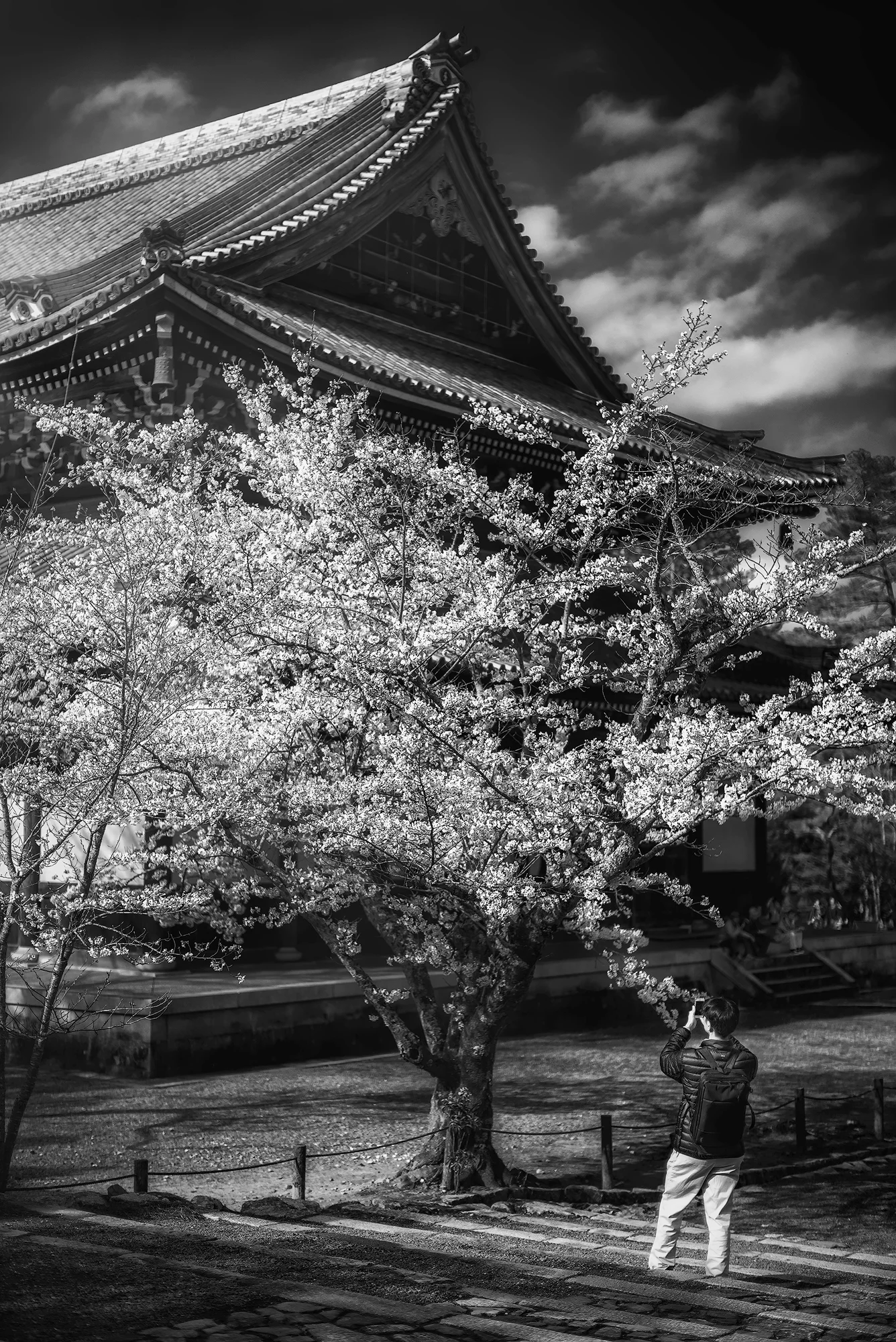 Cherry blossom B&amp;W at Nanchan Temple, Kyoto