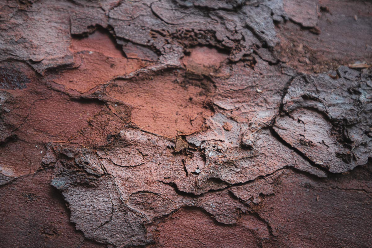 The bark is red and soft. The ground is covered in needles, but it feels like walking on a mattress.