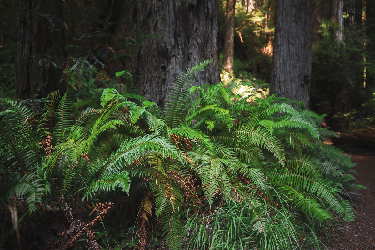 The ground is covered in lush ferns, giving the woods an exotic touch.