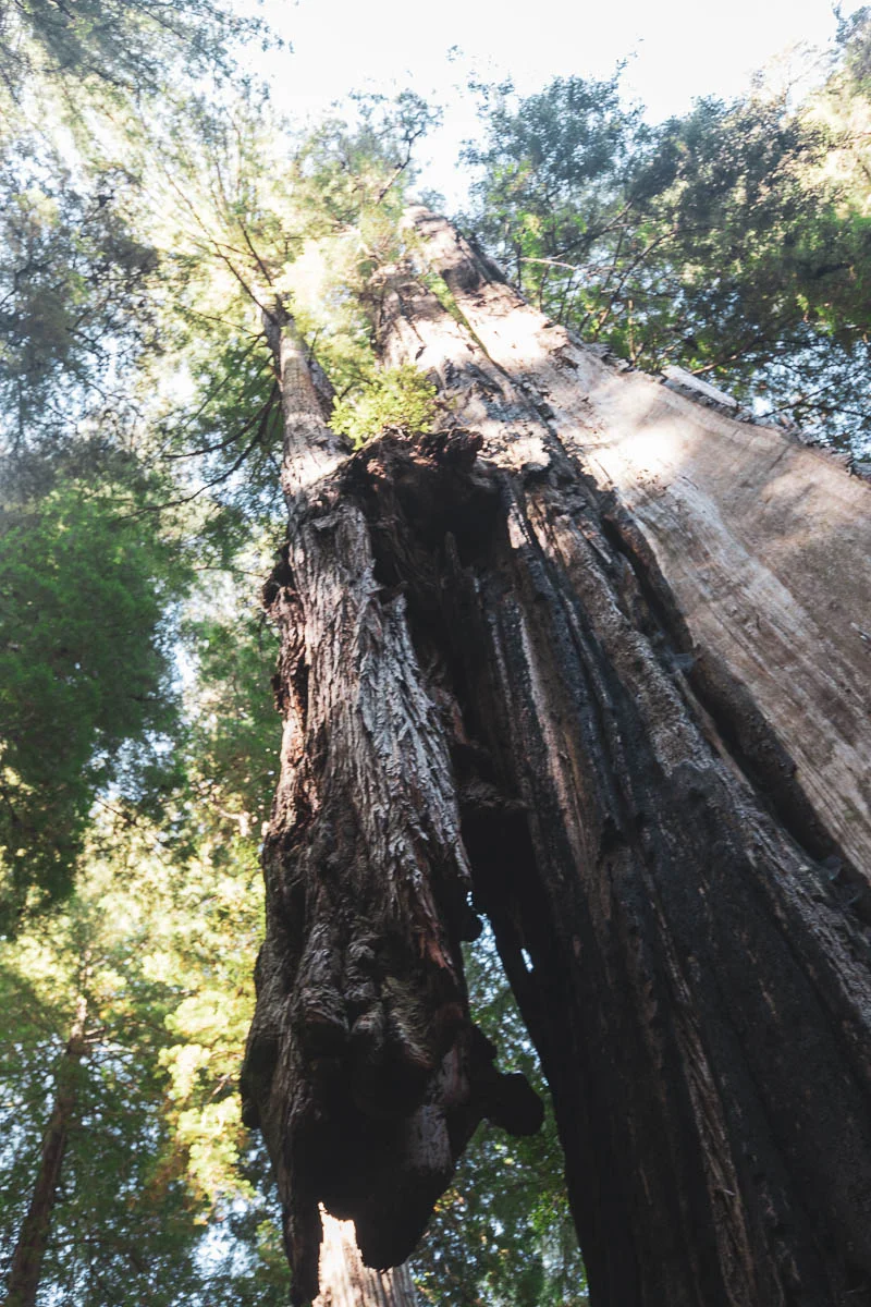 Giant tree growing on enormous tree…