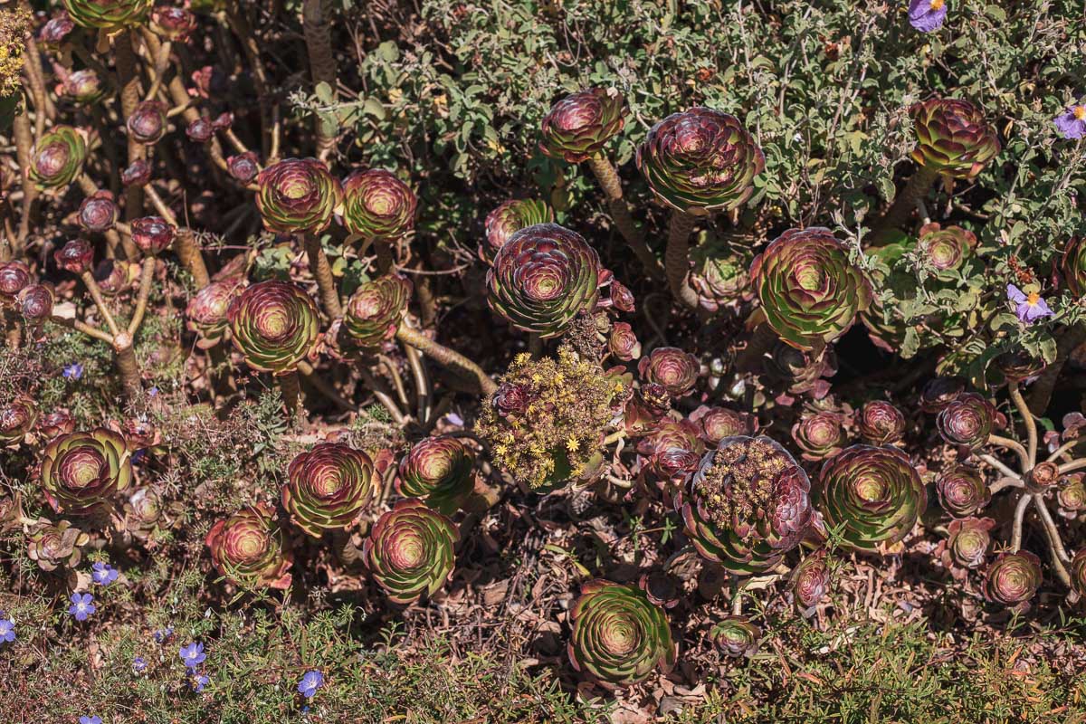 California has cool plants