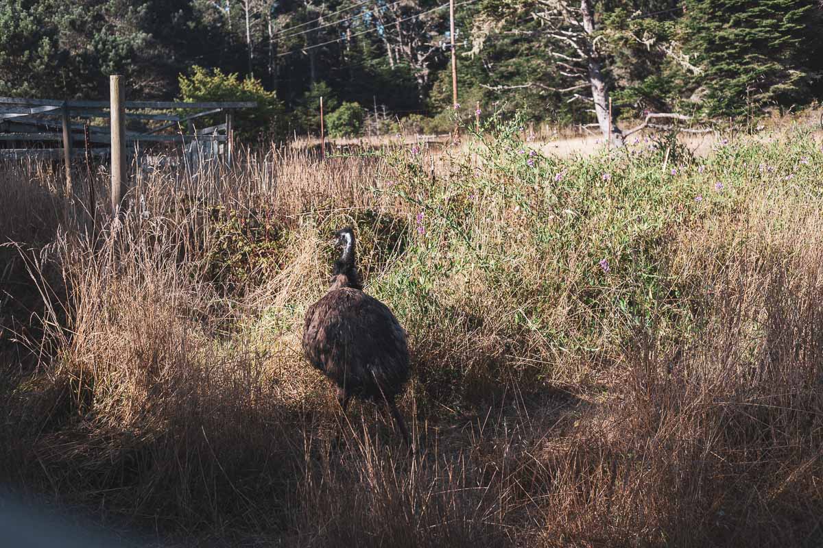 Their emu.