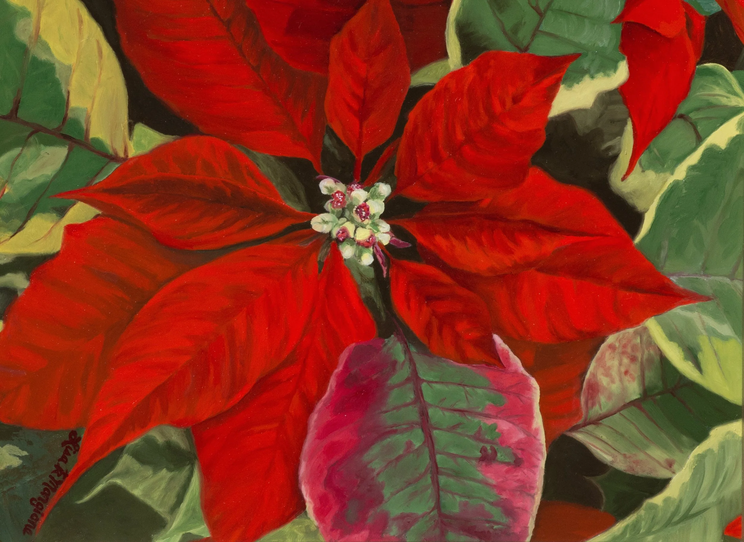  “Poinsettia Passion”  11 × 14” oil on board 