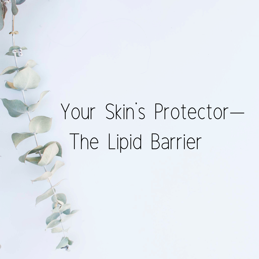 Your Skin's Protector — The Lipid Barrier 
