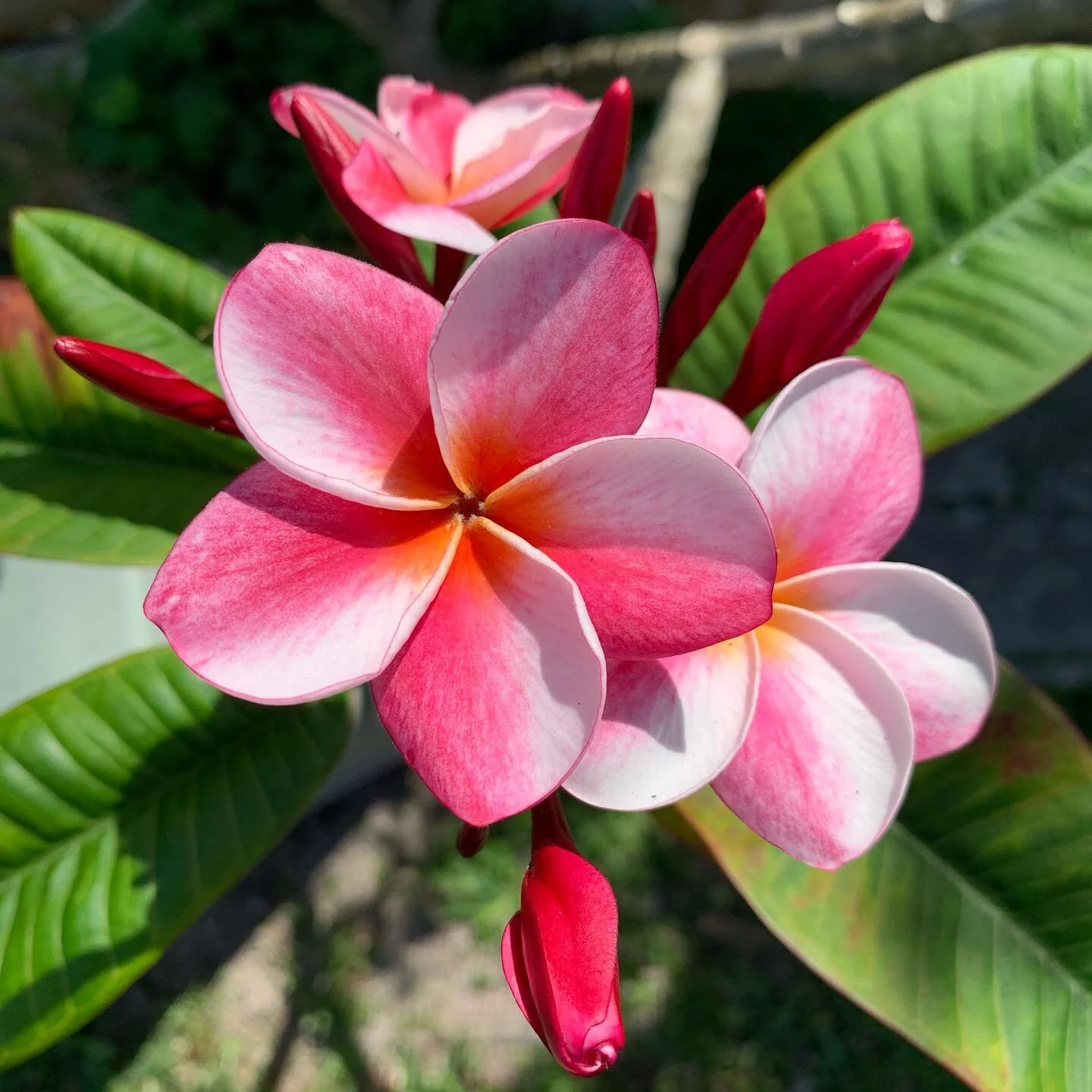   Transformational Joy Breath® with Marina                                                                  