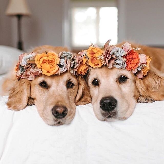 Oh, just the two cutest flower girls EVER. 🐶 | #regram: @lizzie.bear
