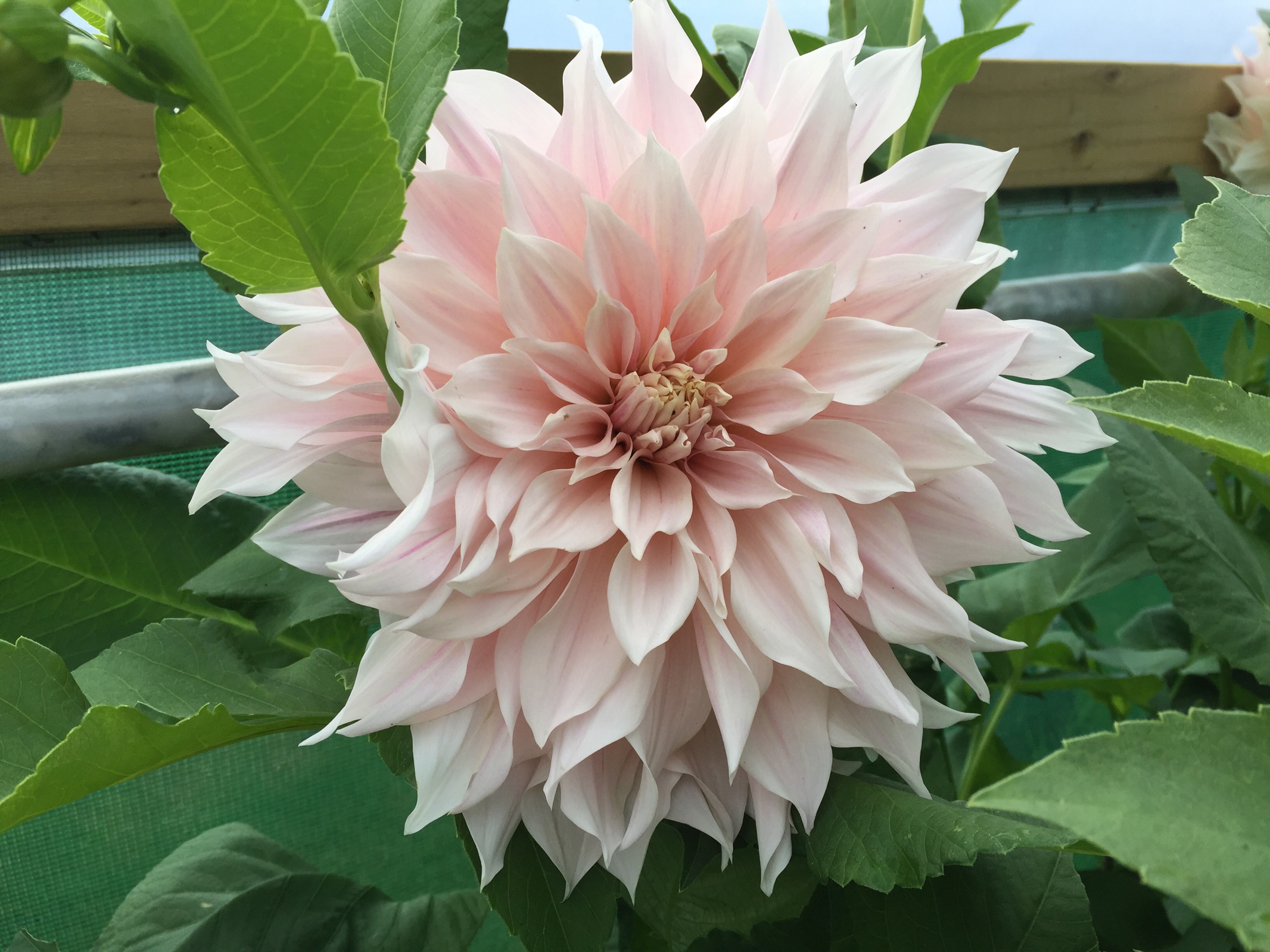 Cafe au lait Dahlia