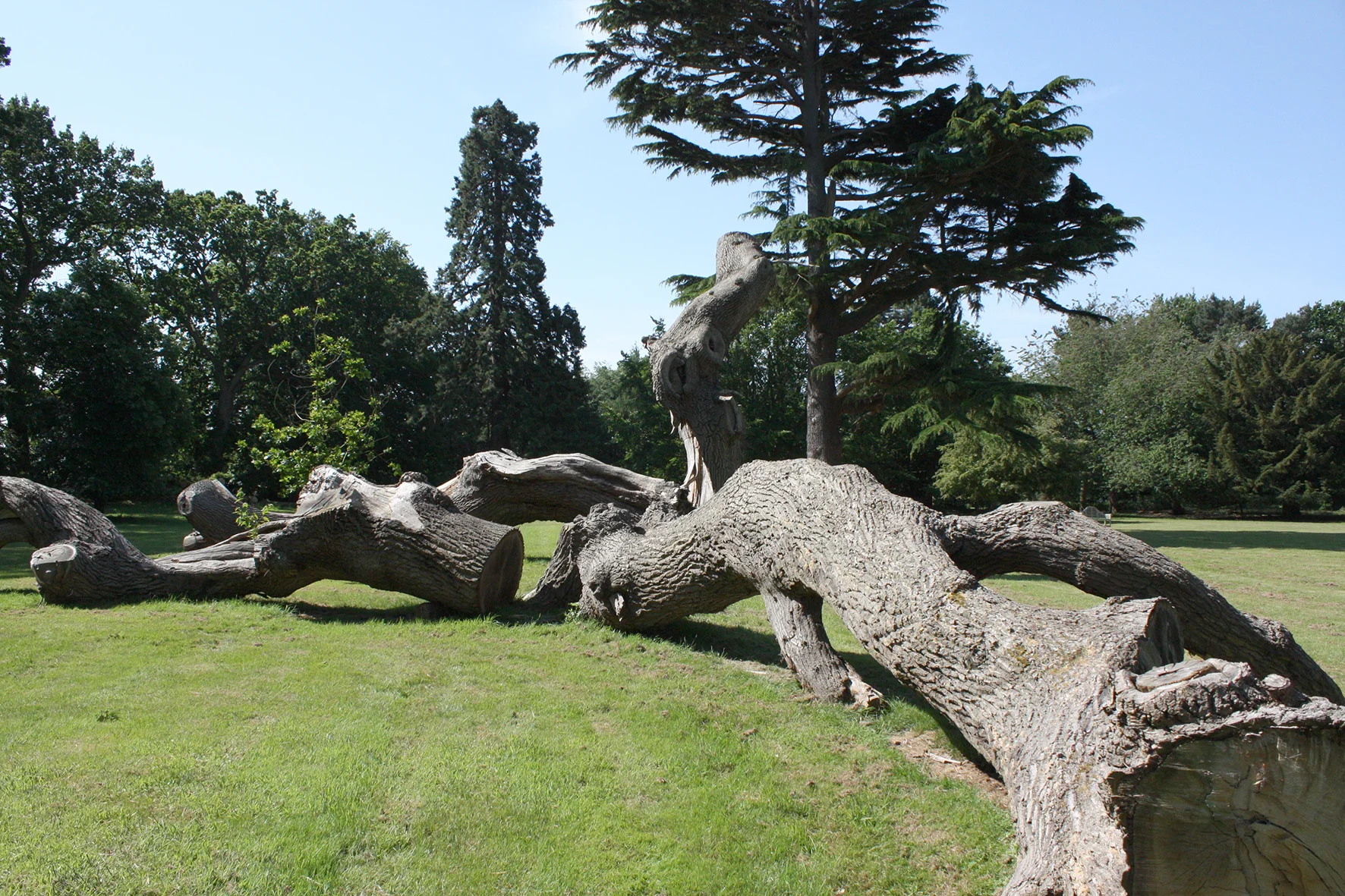 fallen trees.jpg