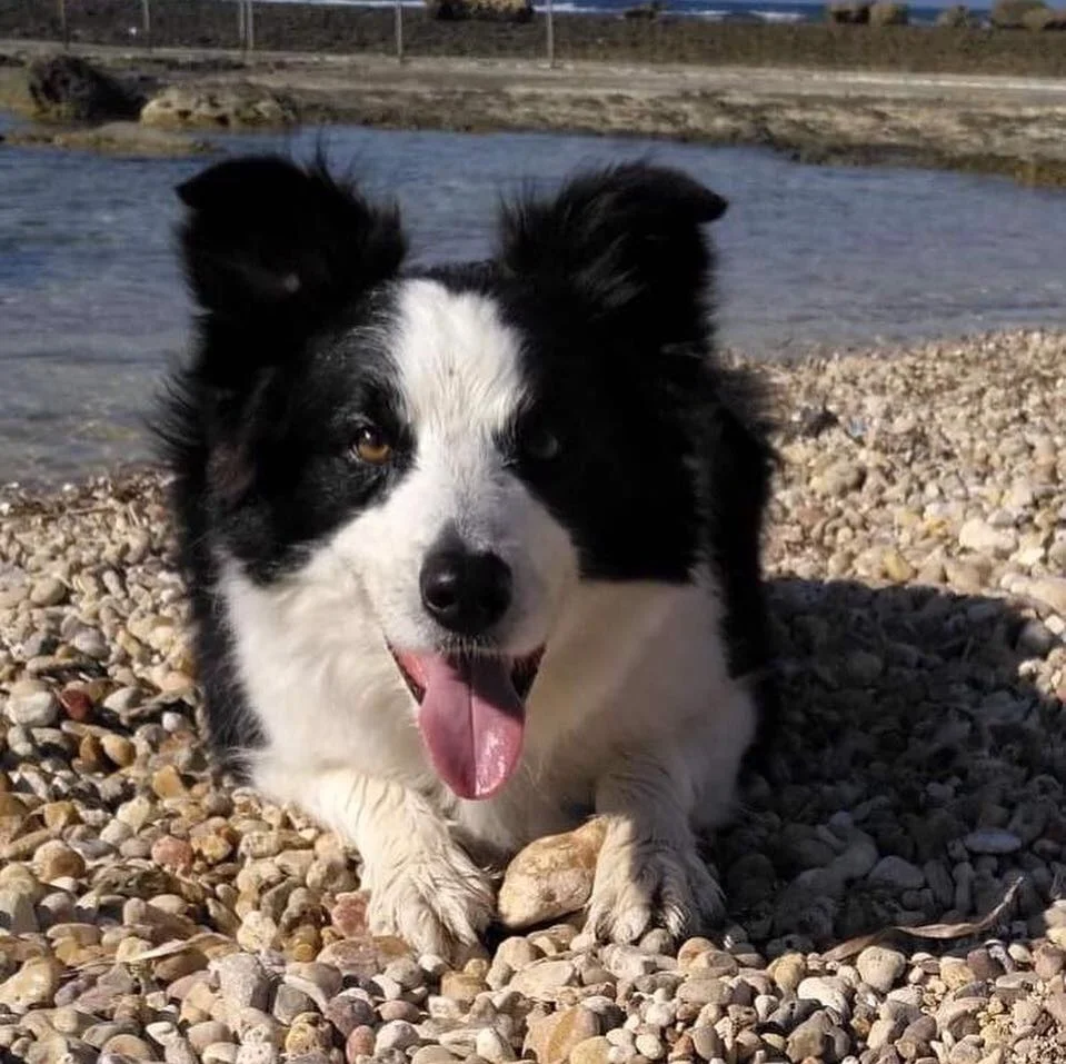 Sky - 11ans, Border Collie