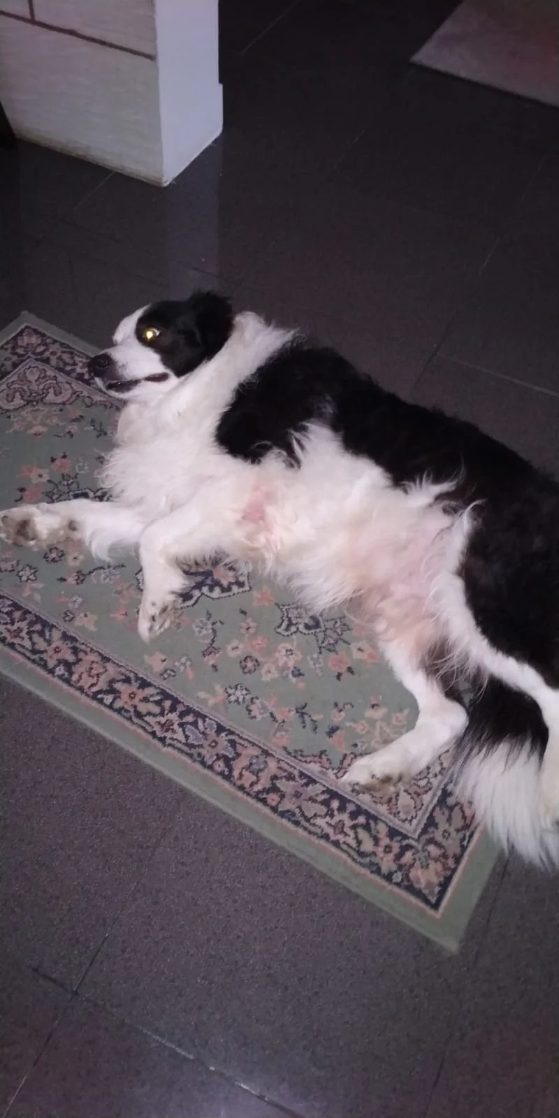 Crash - 9ans, Border Collie