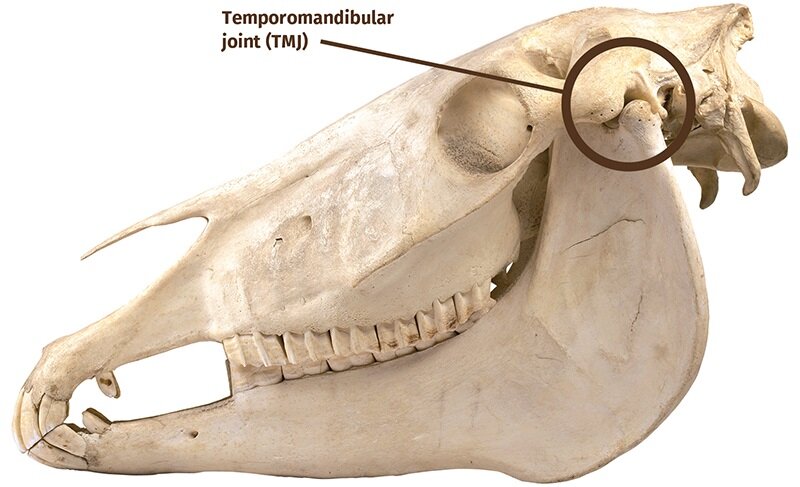Friandise de mastication - Os de cheval avec tendons – inooko