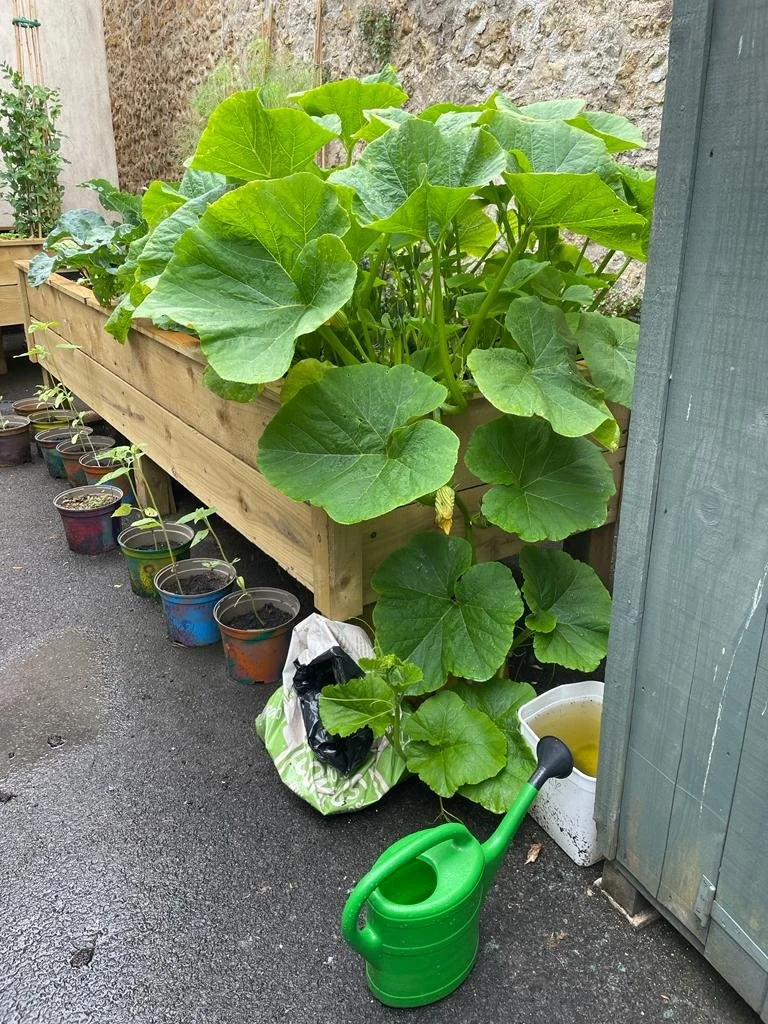 Bountiful Veg at the Young People's Vegetable Patch! 