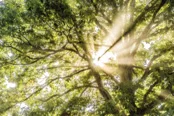 through-trees.jpg