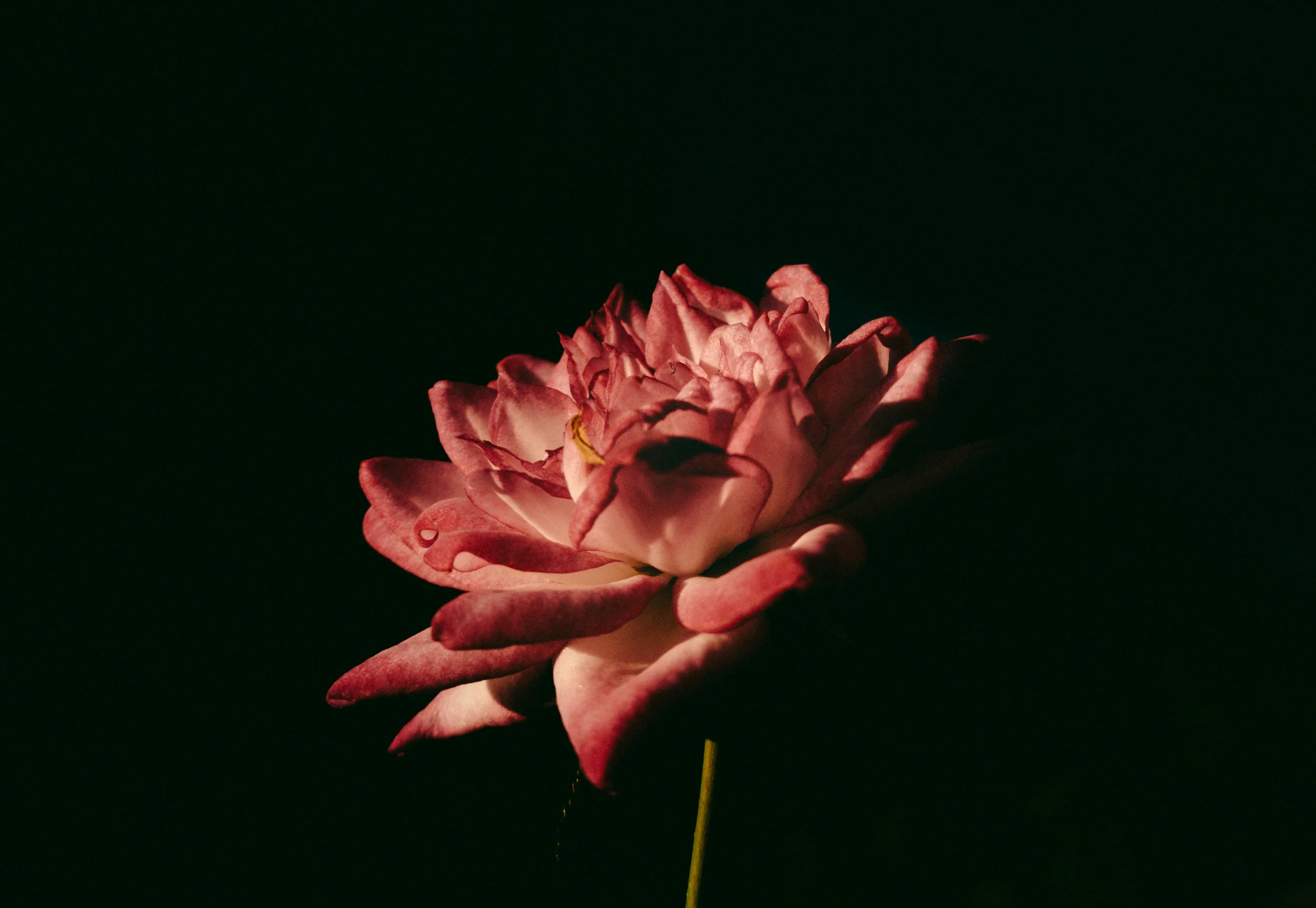 Suicide and Caring for Self
