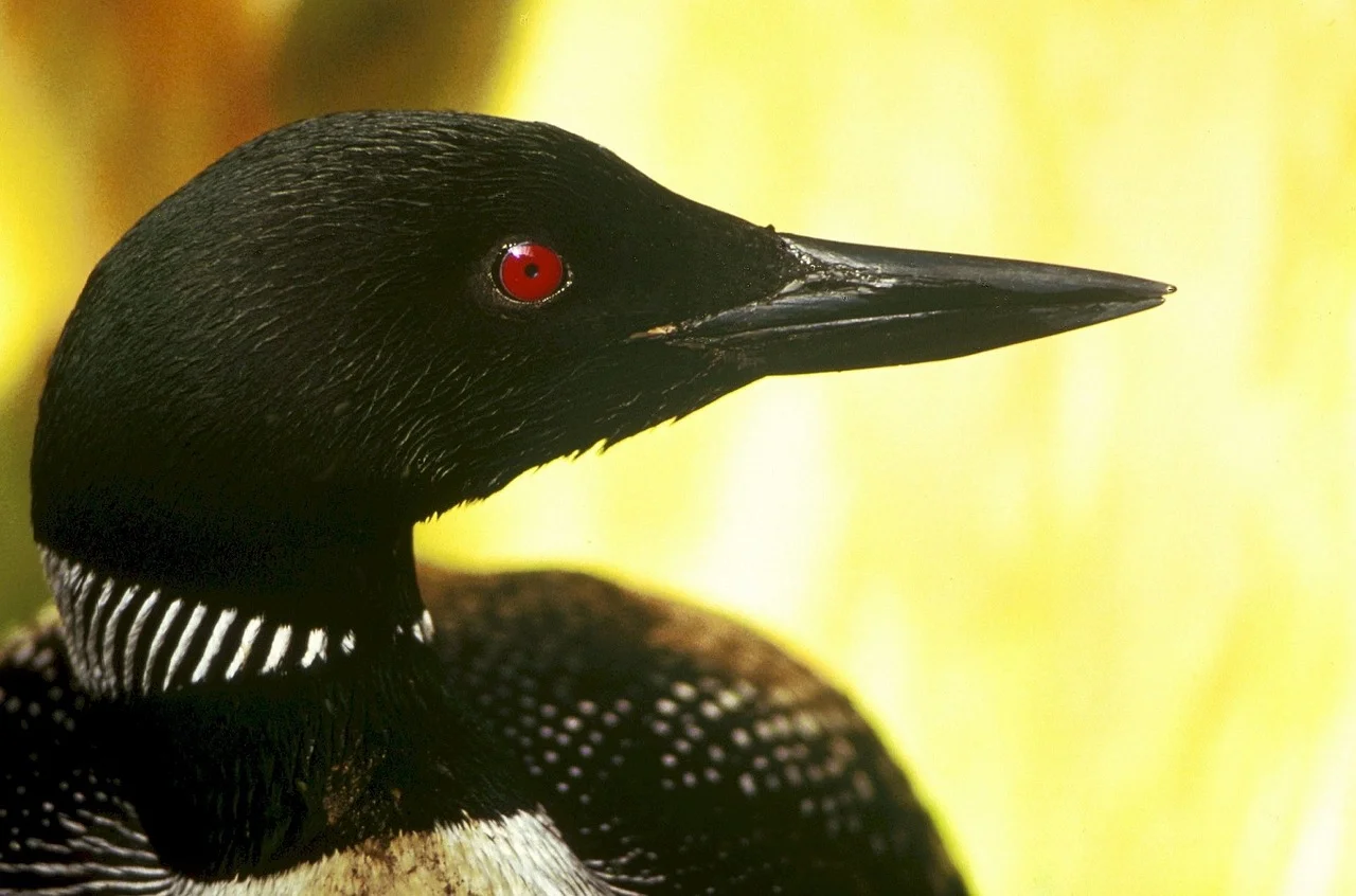 Support us in building an active surveillance system for heavy metals in Northeastern wildlife