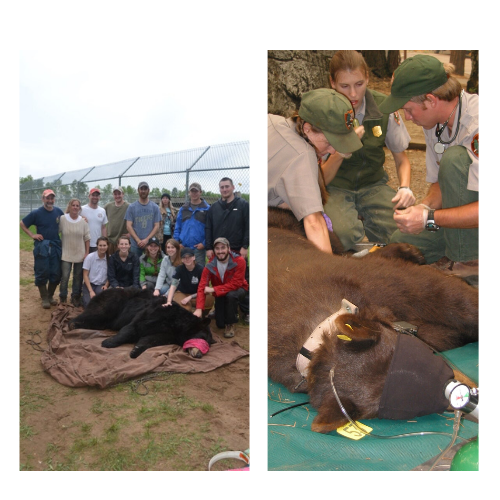 Wildlife Capture and Chemical Immobilization (ONLINE + FIELD) — Center for  Wildlife Studies