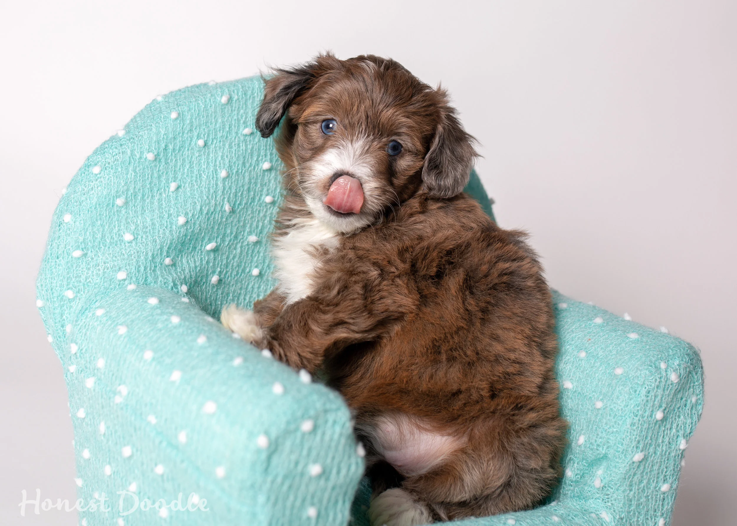 chocolate merle aussiedoodle