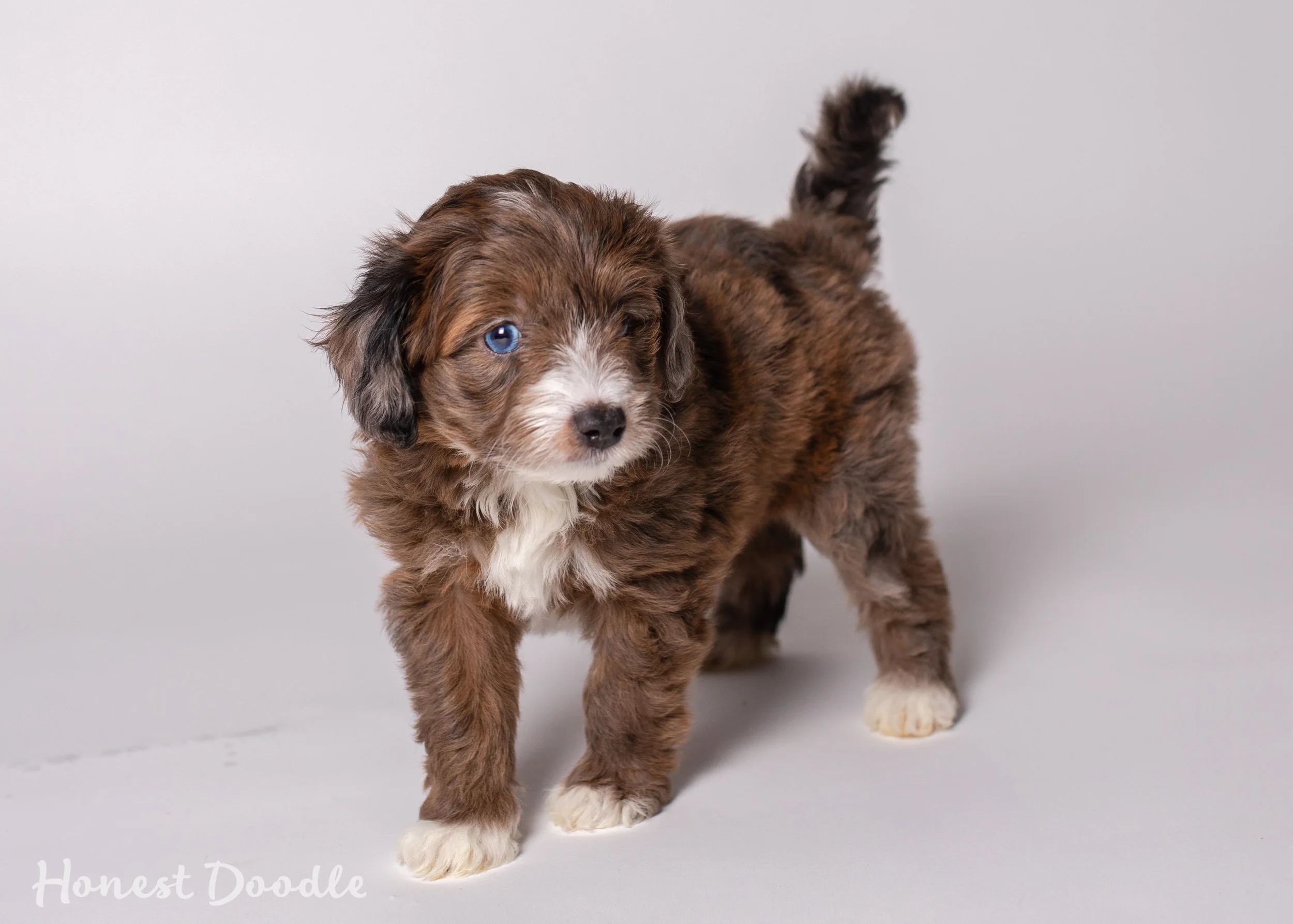 toy aussiedoodle