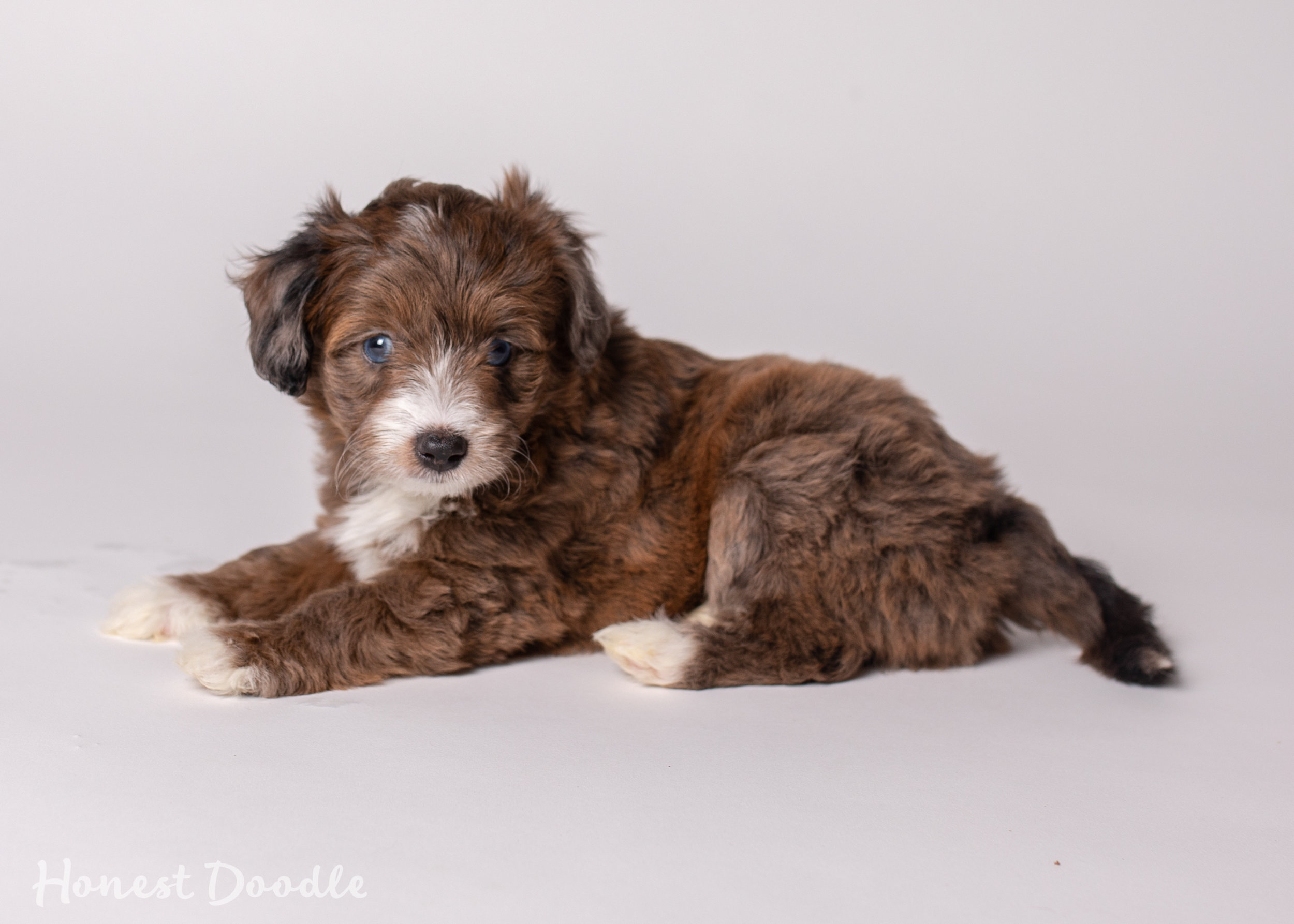 chocolate merle aussiedoodle