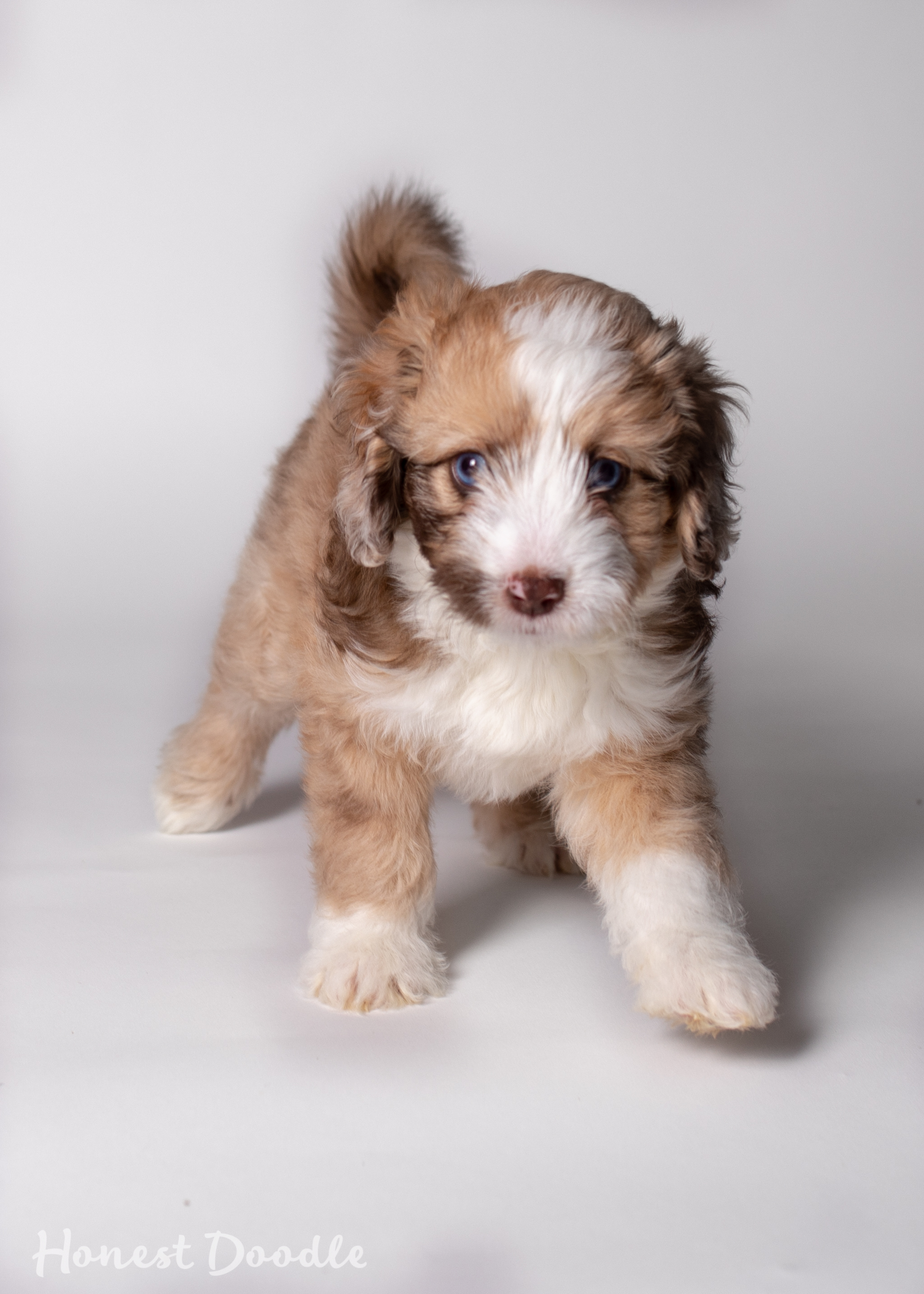 red tri aussiedoodle