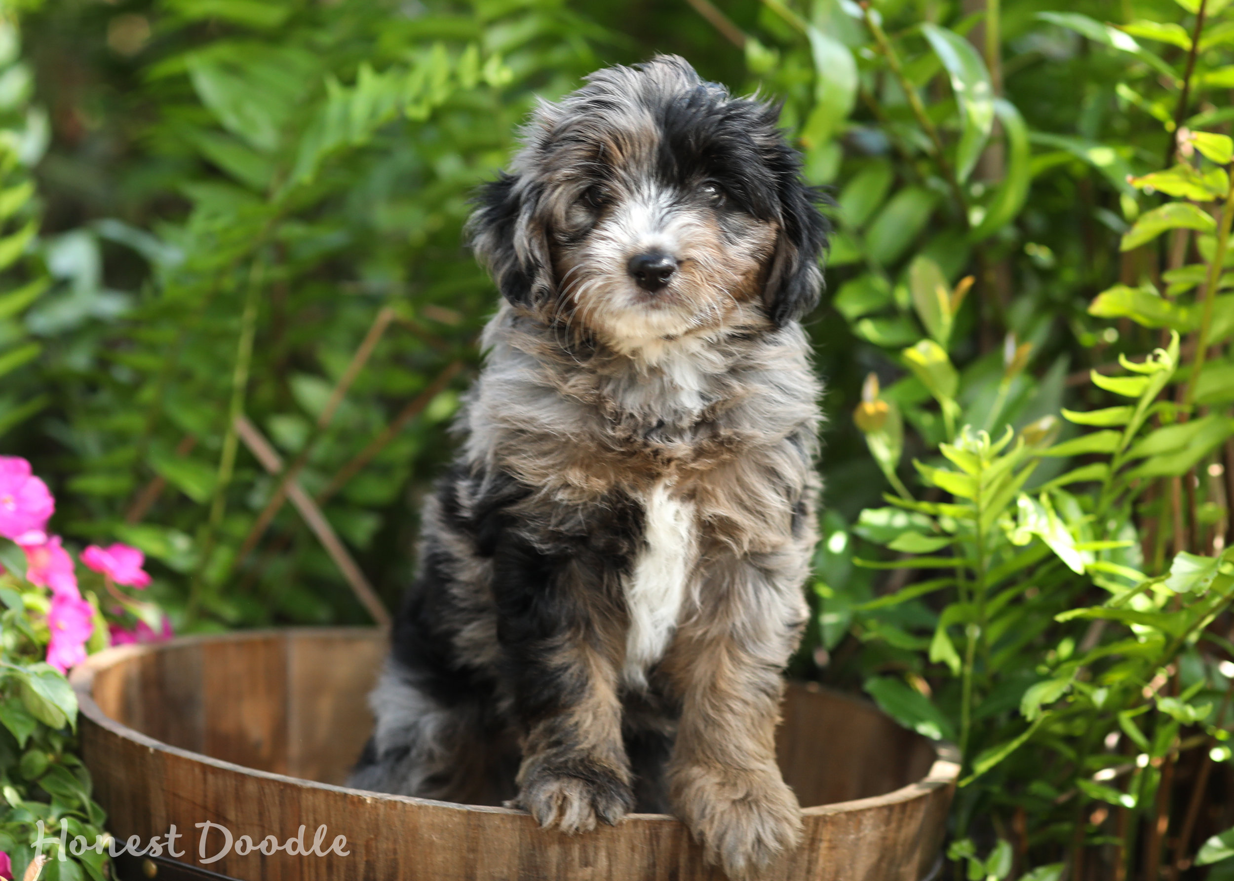 toy aussiedoodle