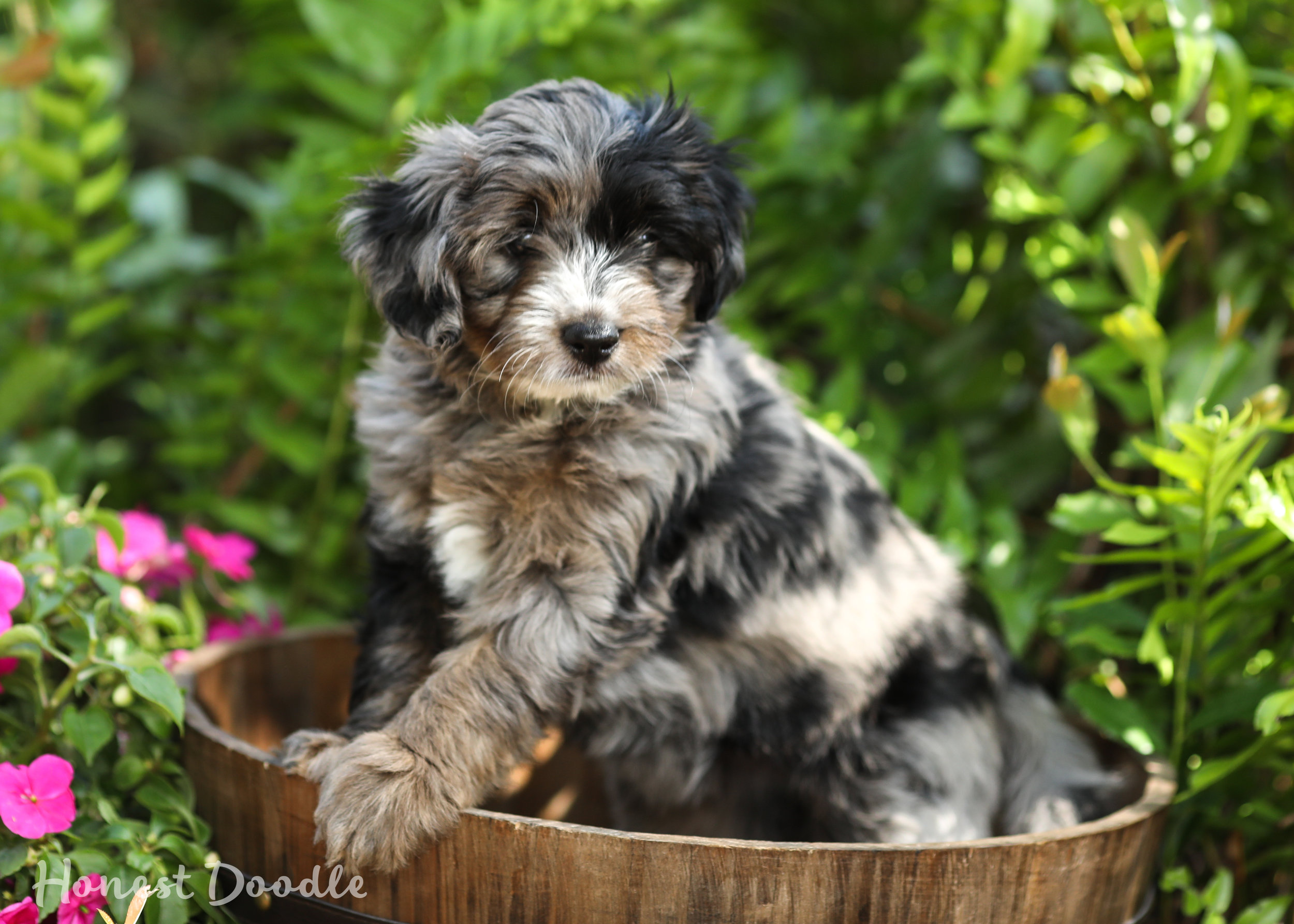 aussiedoodle blue eyes