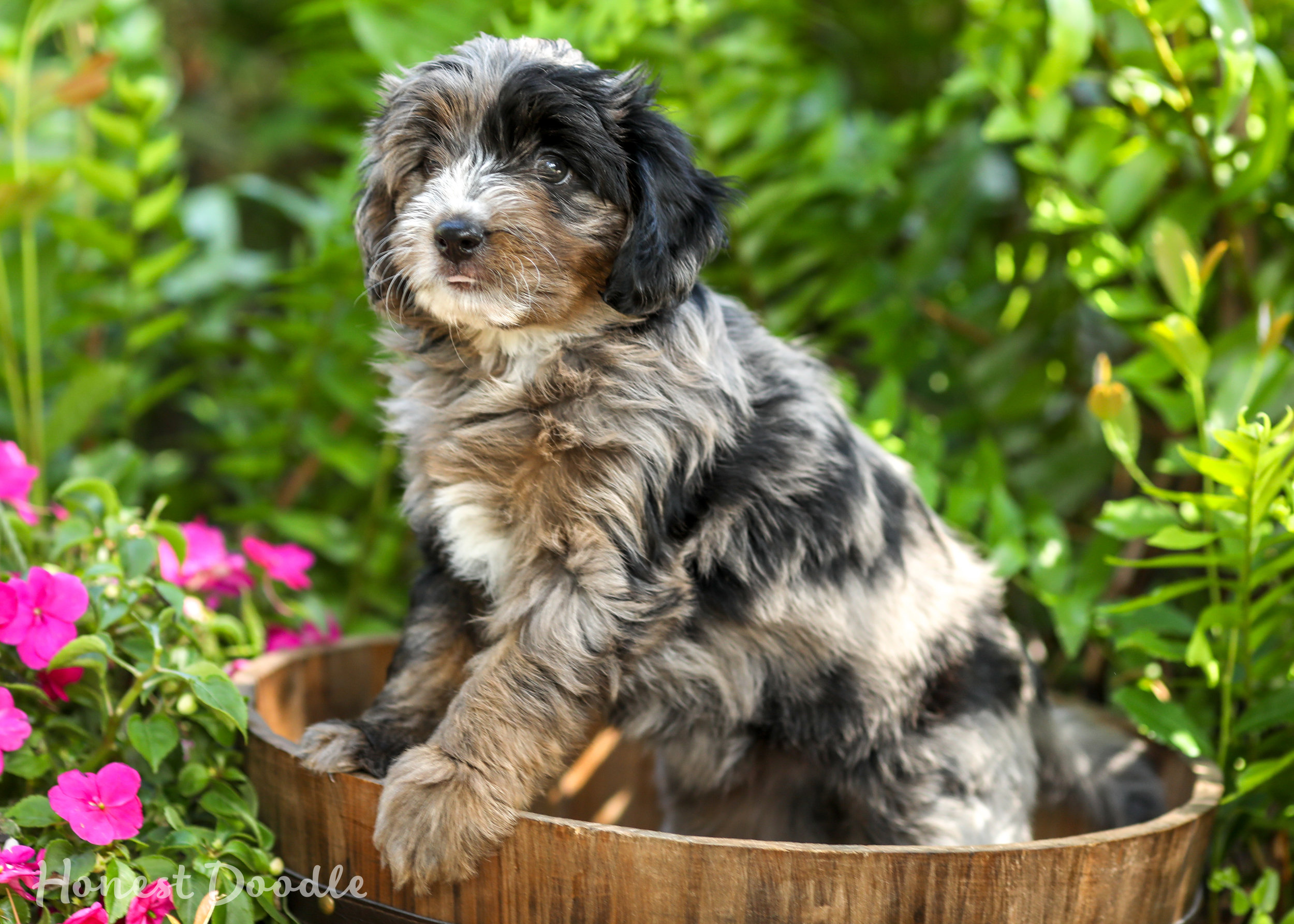 blue eyed aussiedoodle